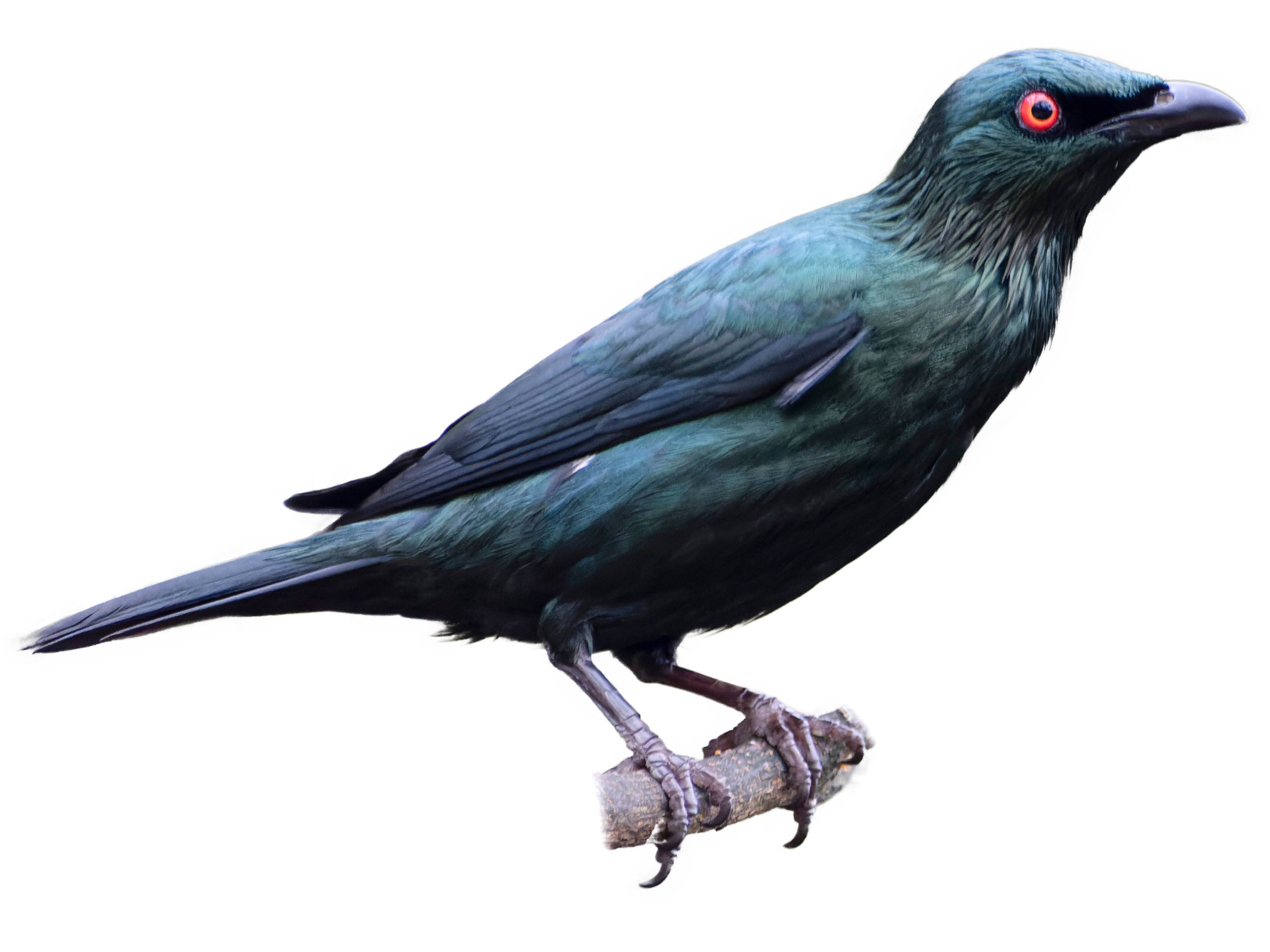 A photo of a Asian Glossy Starling (Aplonis panayensis)