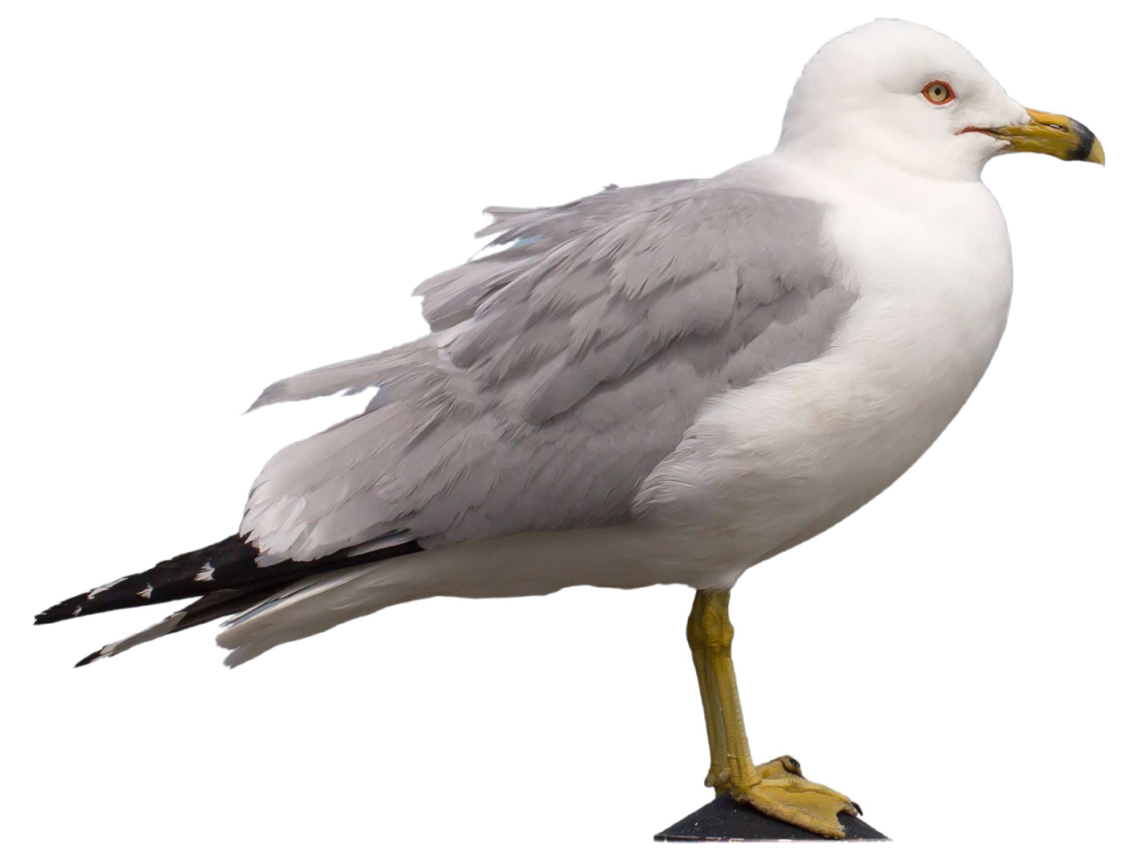 A photo of a Ring-billed Gull (Larus delawarensis)