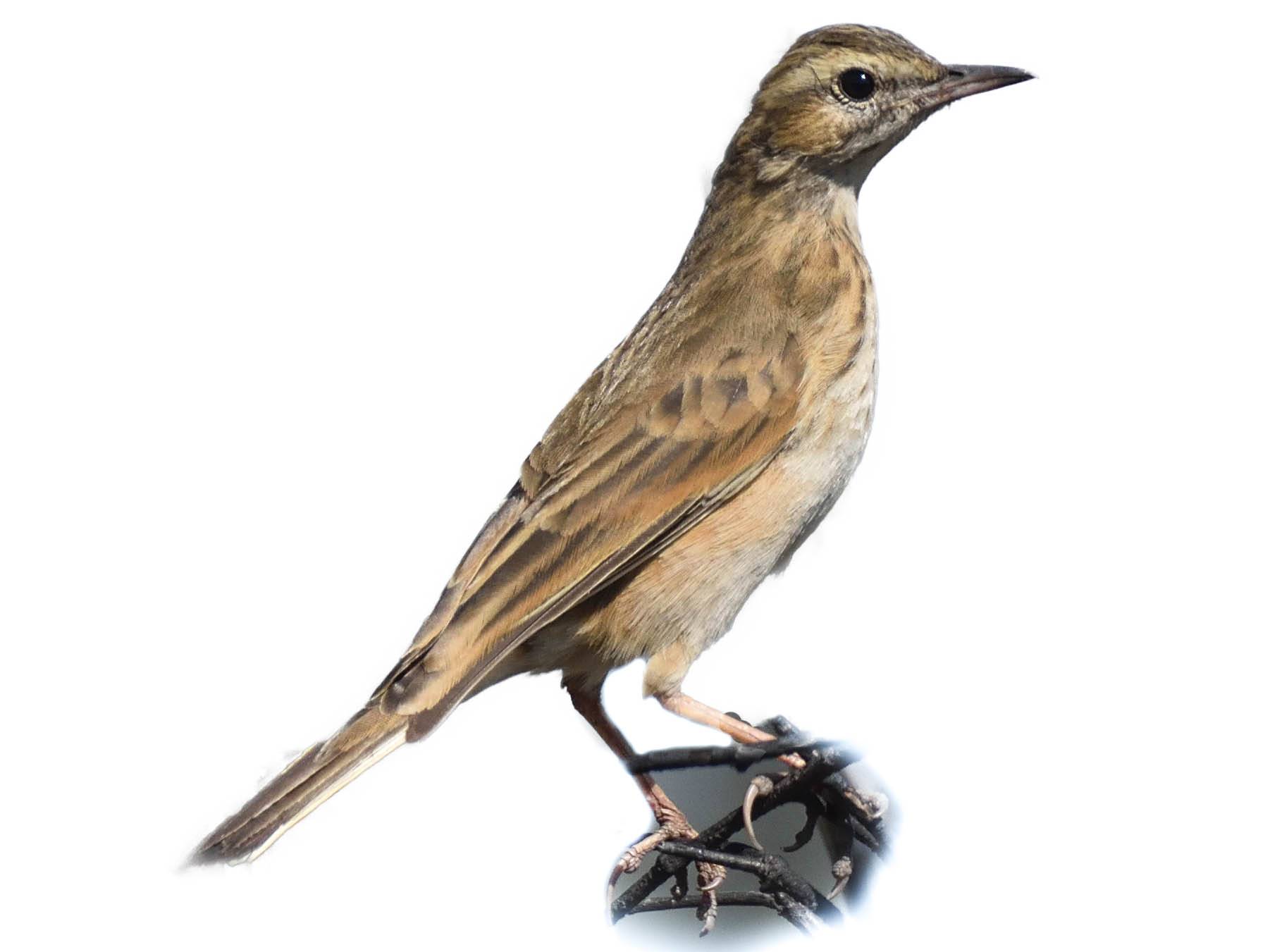 A photo of a Buffy Pipit (Anthus vaalensis)