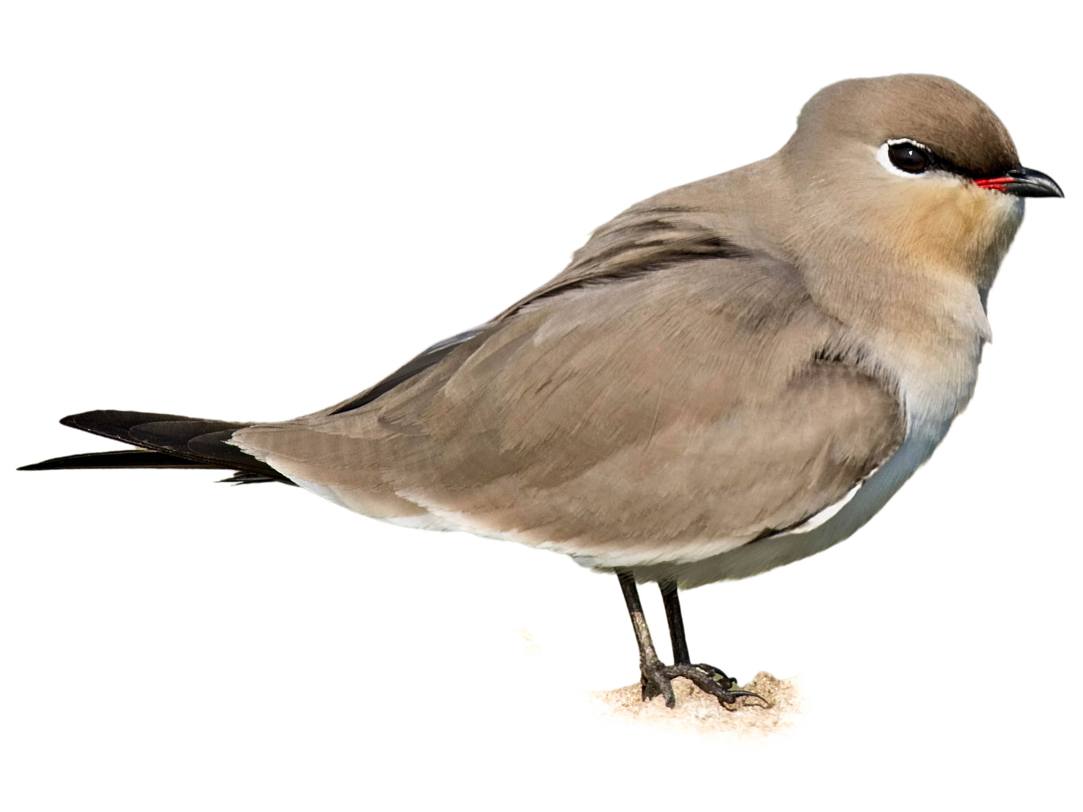 A photo of a Small Pratincole (Glareola lactea)