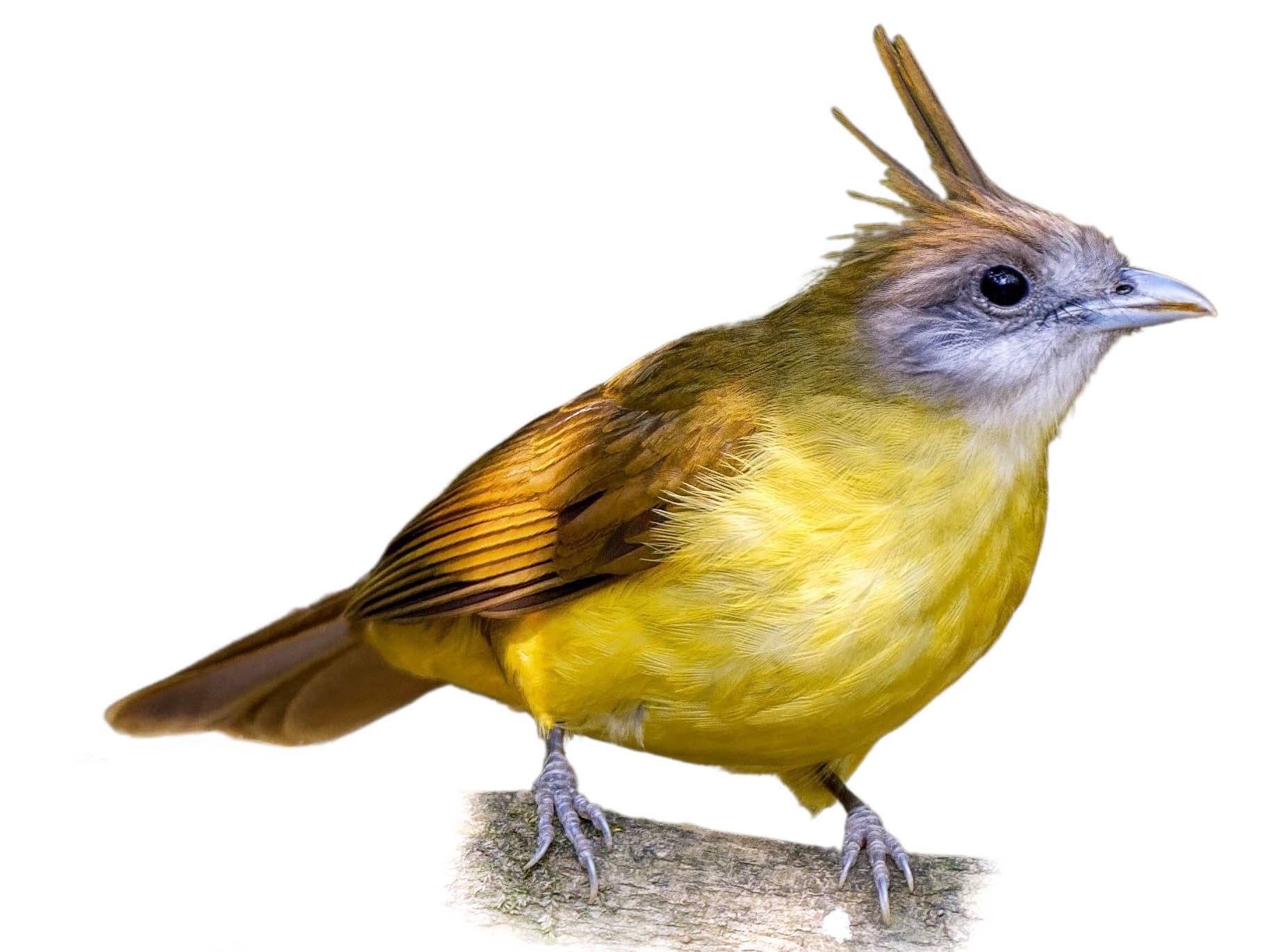 A photo of a White-throated Bulbul (Alophoixus flaveolus)