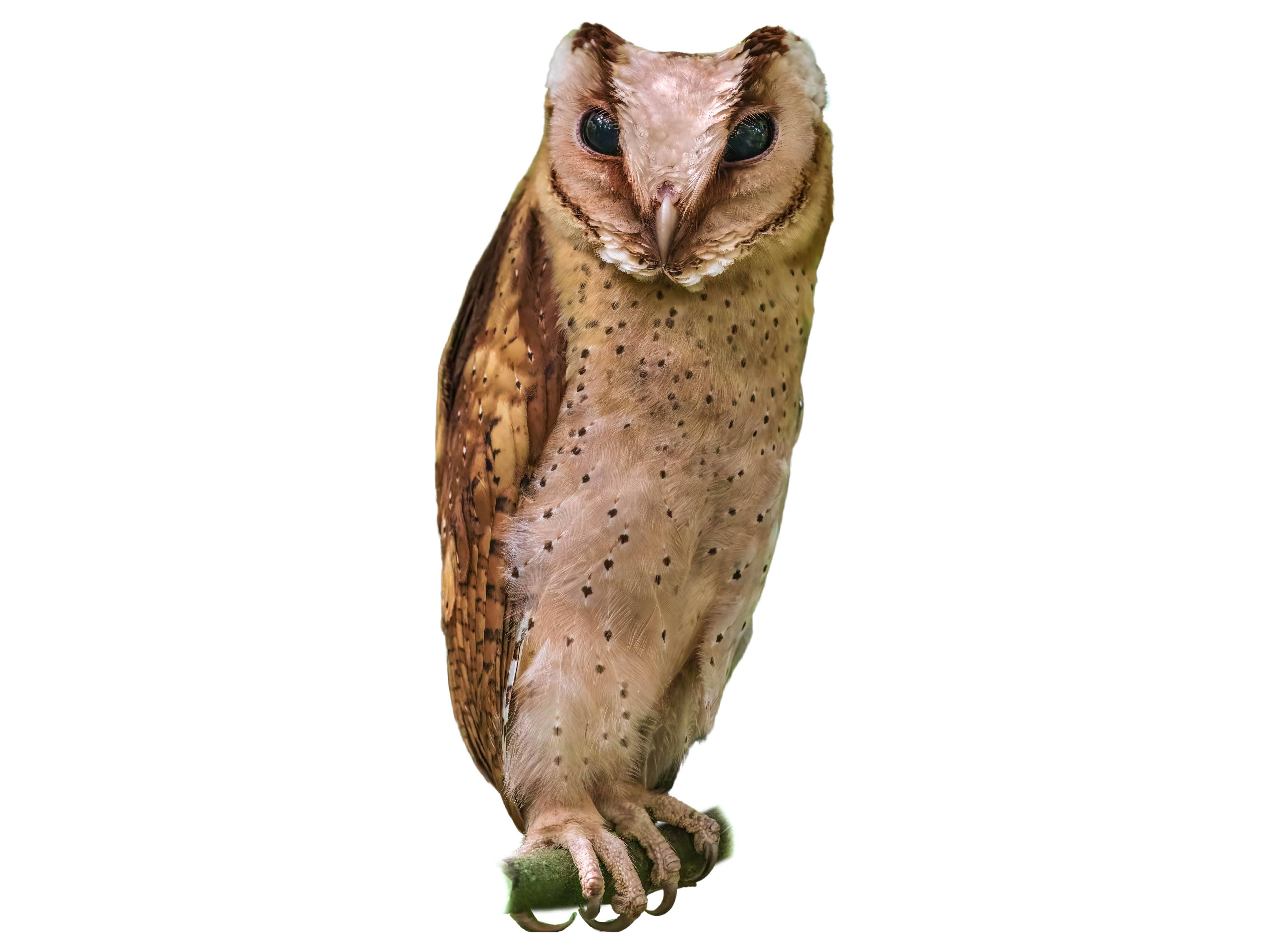 A photo of a Sri Lanka Bay Owl (Phodilus assimilis)