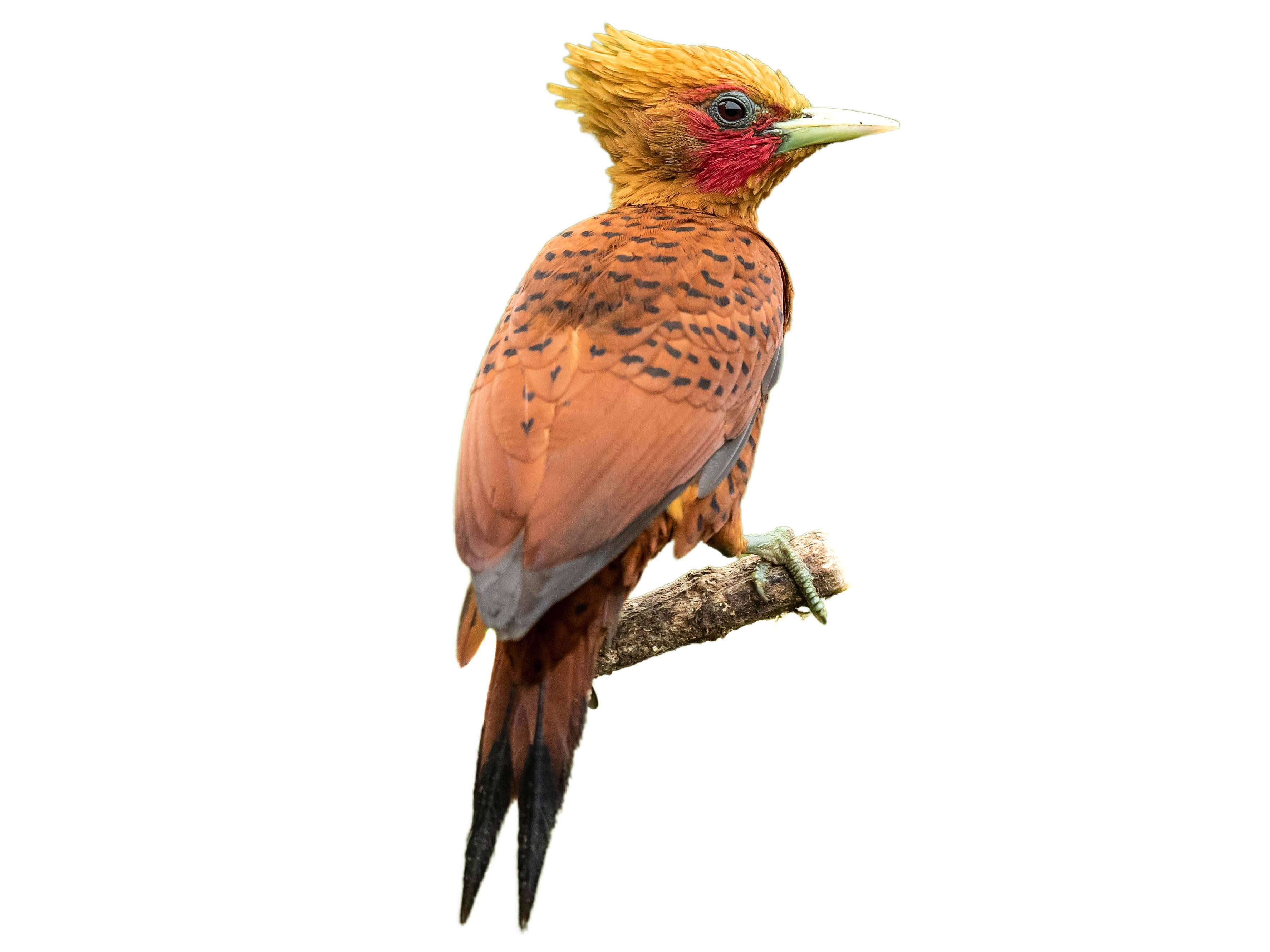 A photo of a Chestnut-colored Woodpecker (Celeus castaneus), male