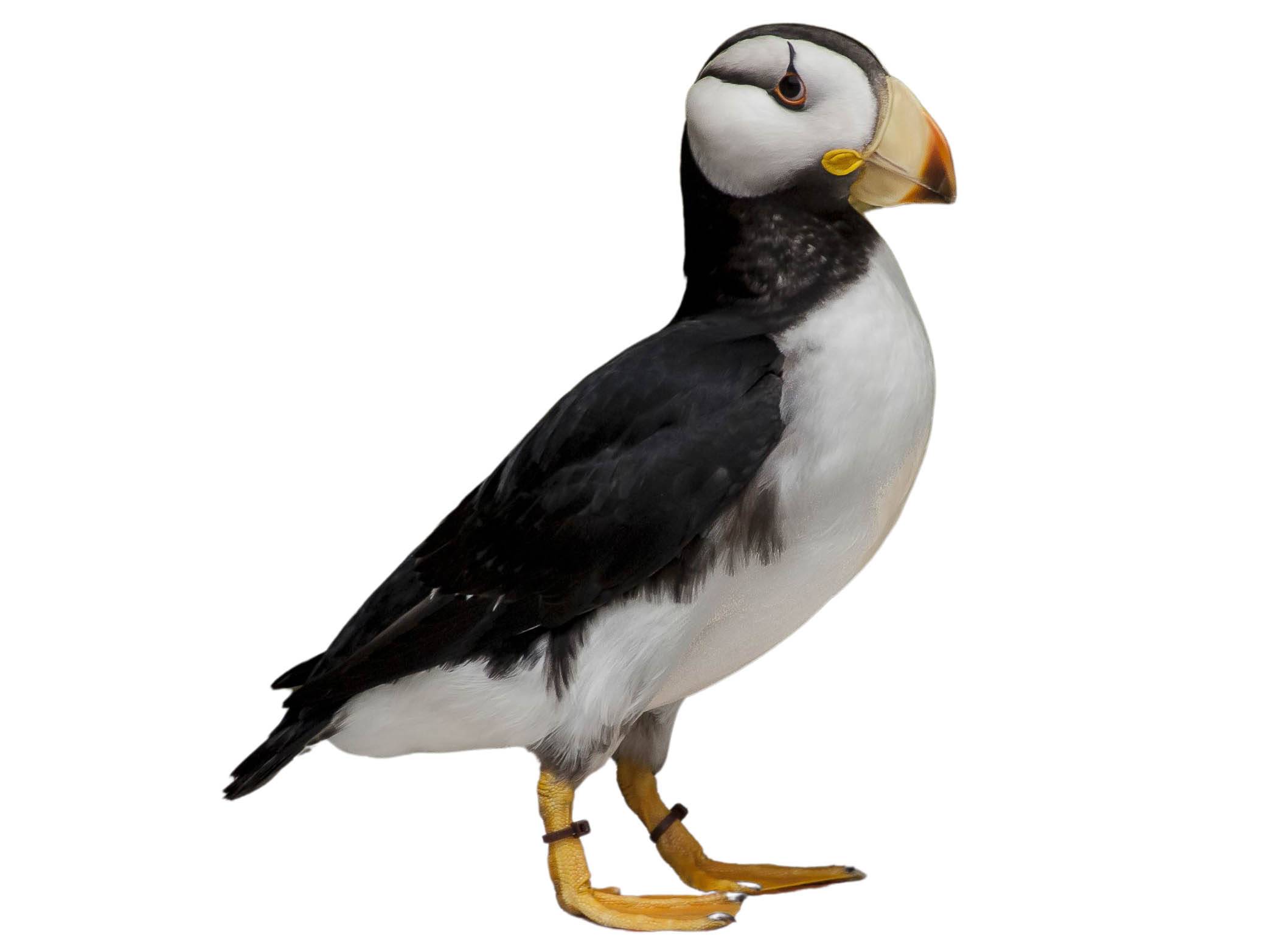 A photo of a Horned Puffin (Fratercula corniculata)