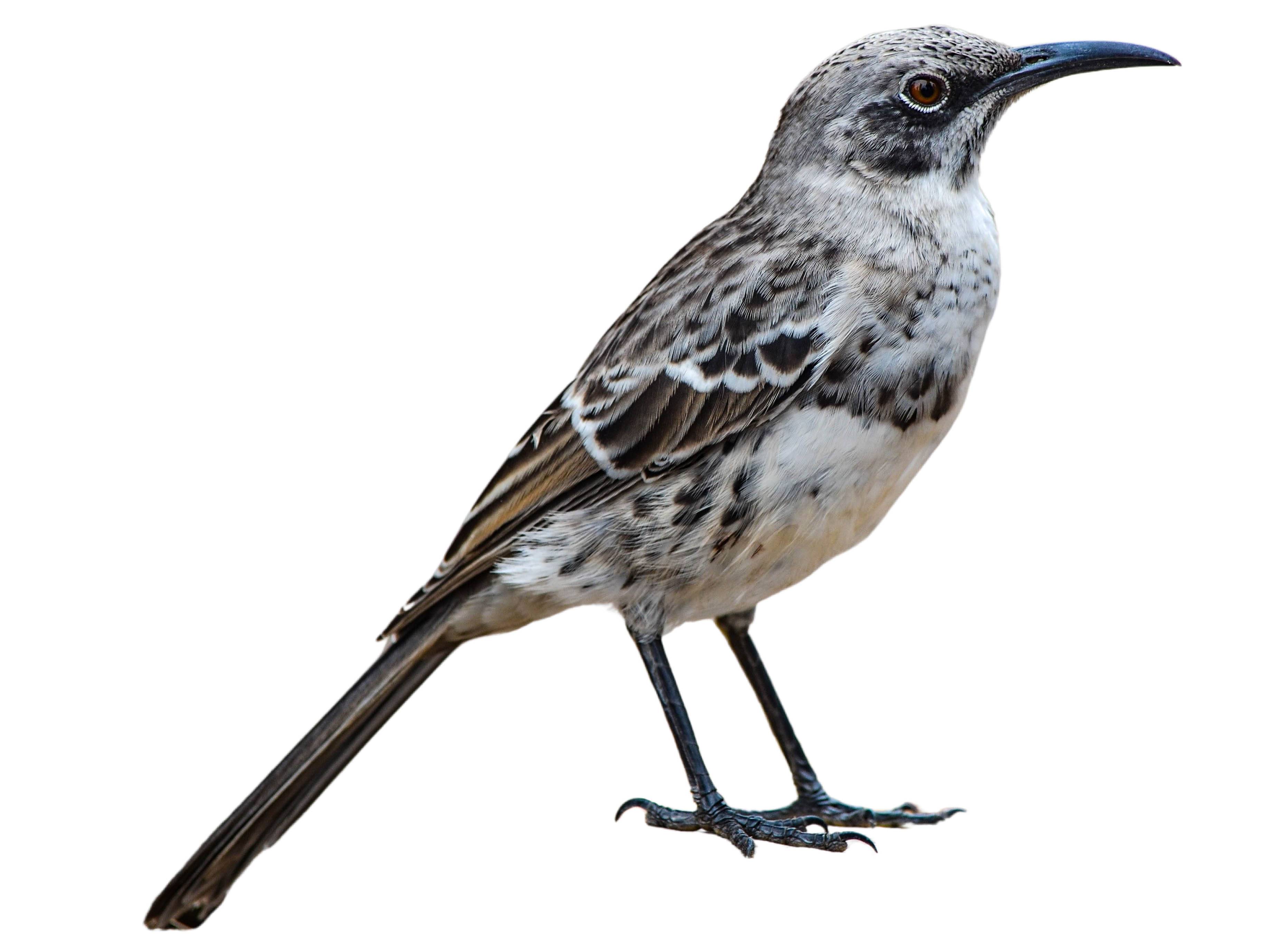 A photo of a Espanola Mockingbird (Mimus macdonaldi)