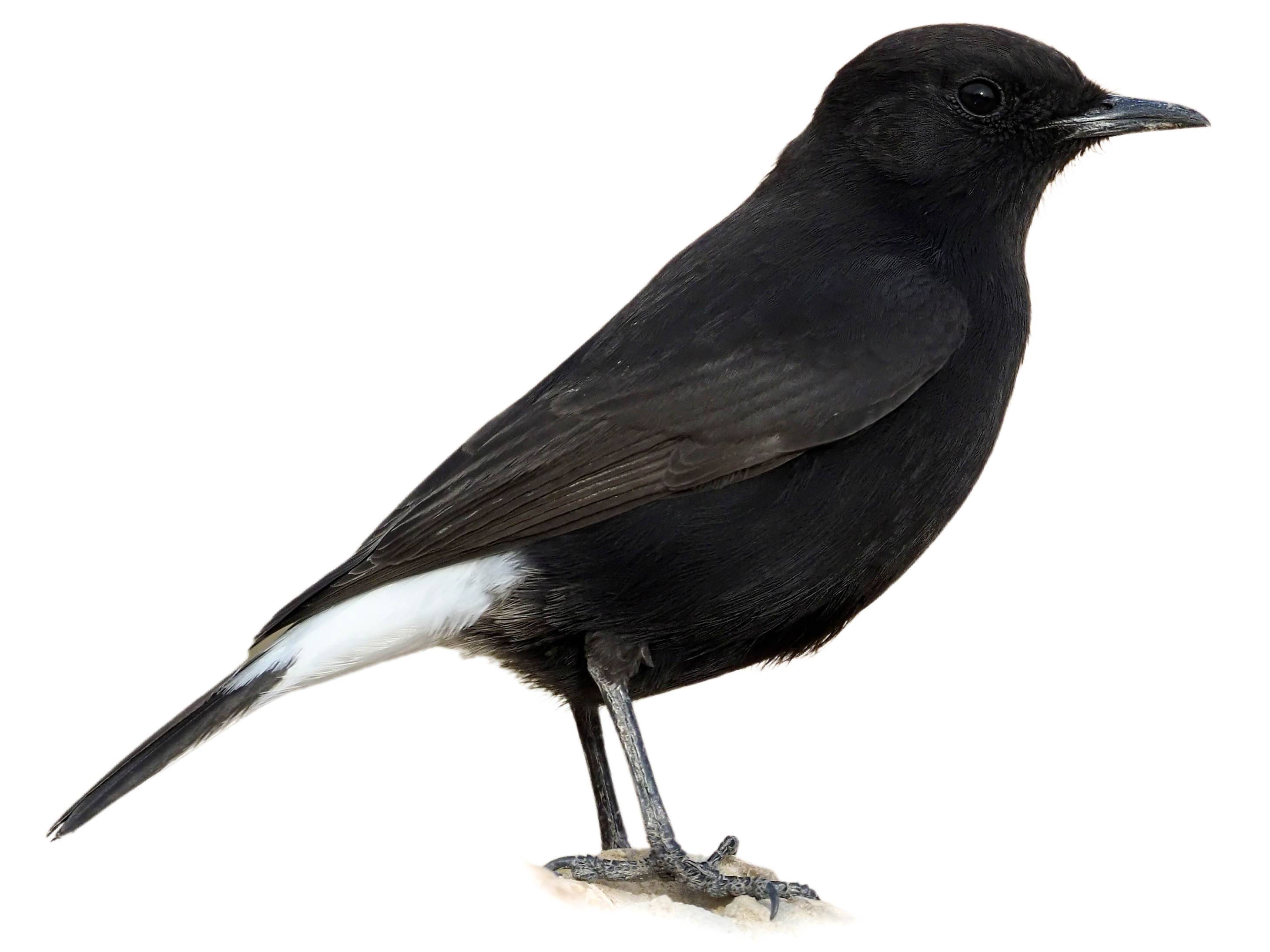 A photo of a Black Wheatear (Oenanthe leucura), male