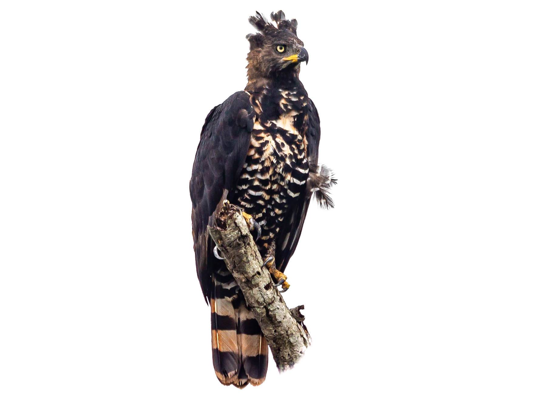 A photo of a Crowned Eagle (Stephanoaetus coronatus)