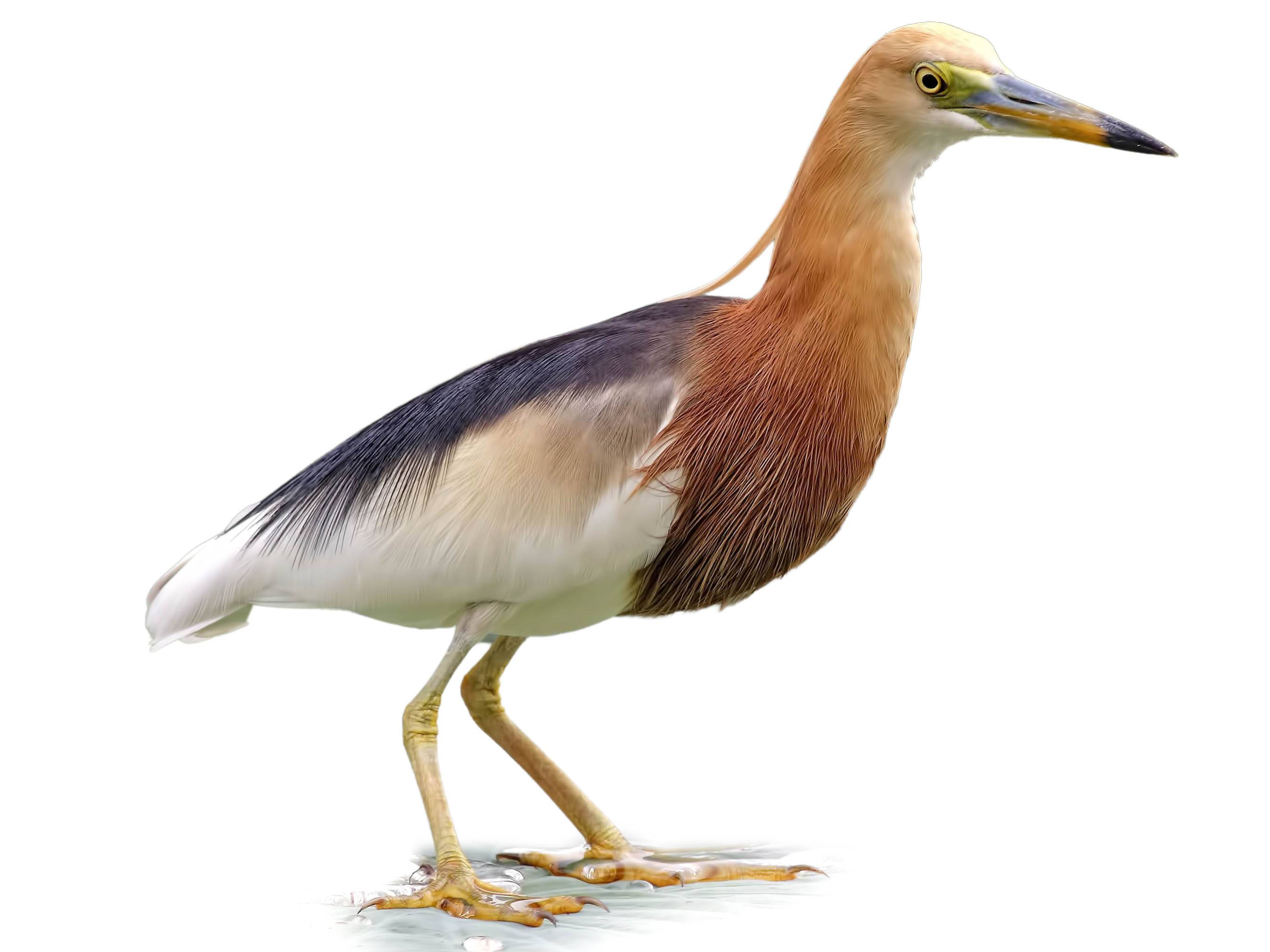 A photo of a Javan Pond Heron (Ardeola speciosa)