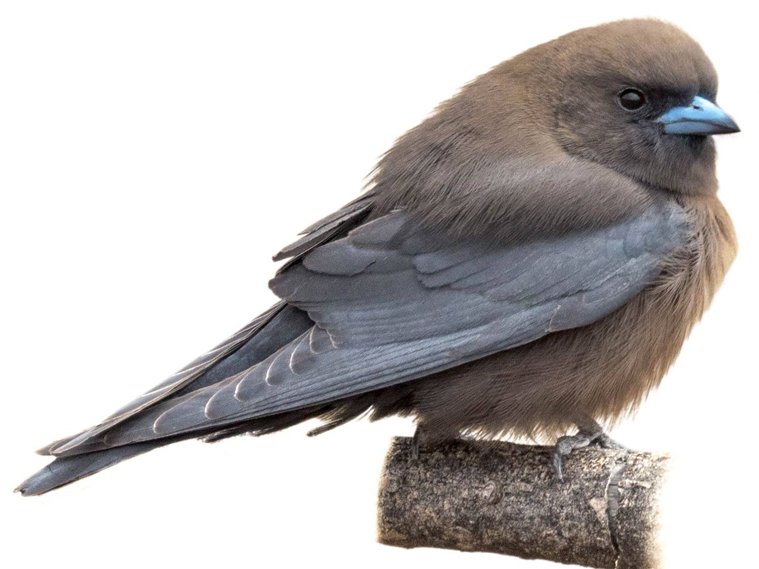 A photo of a Little Woodswallow (Artamus minor)