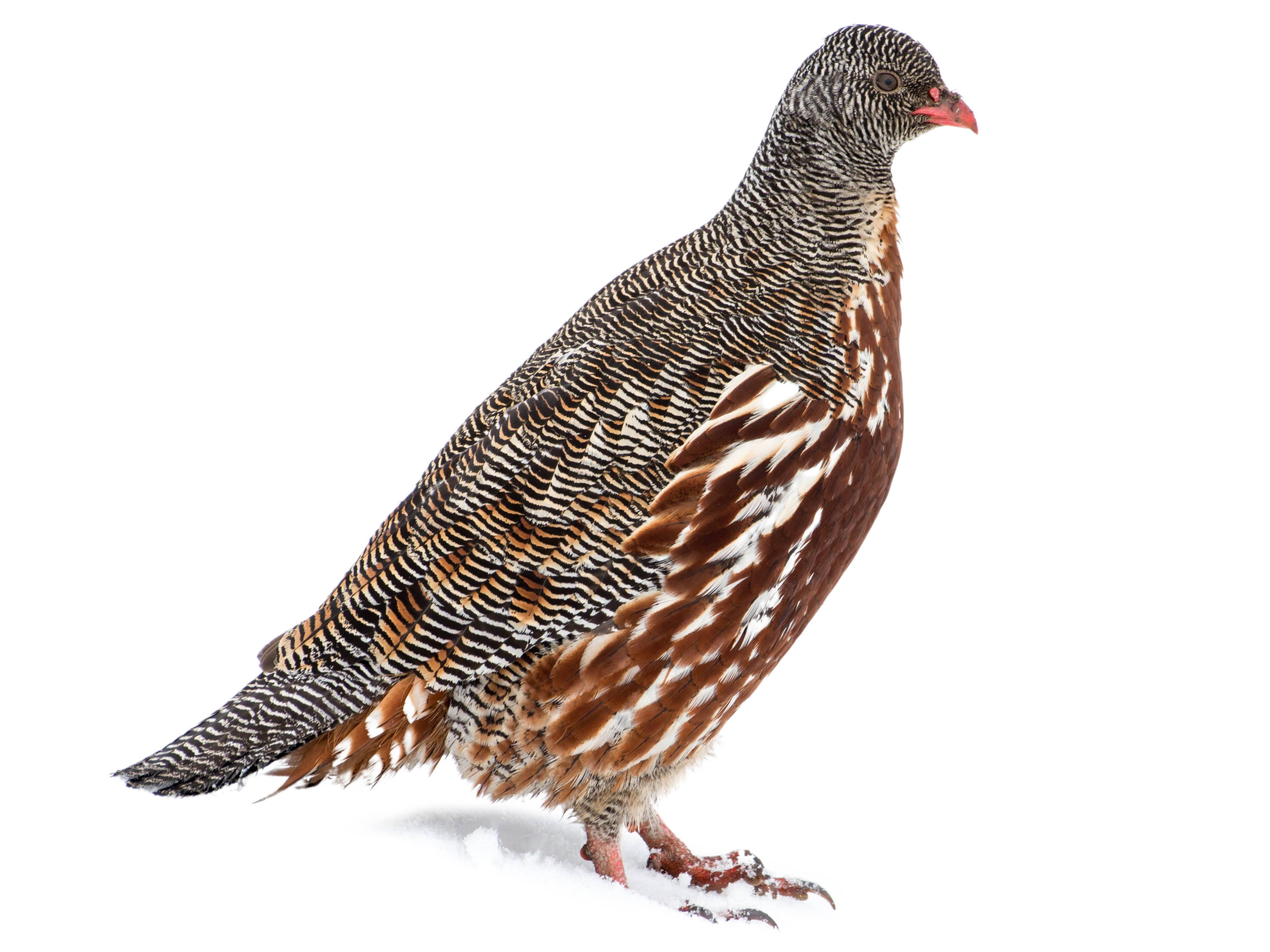 A photo of a Snow Partridge (Lerwa lerwa)