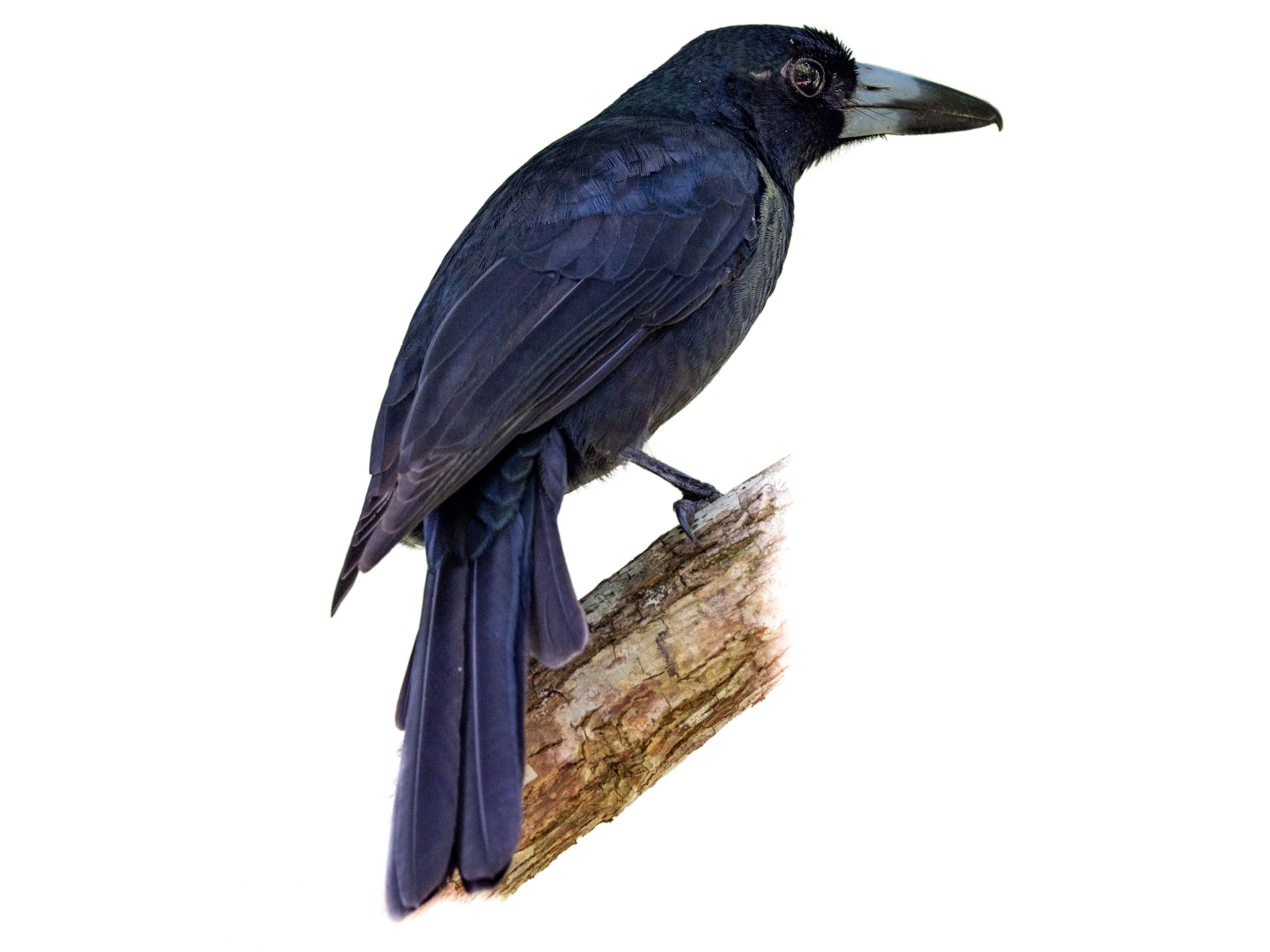 A photo of a Black Butcherbird (Melloria quoyi)