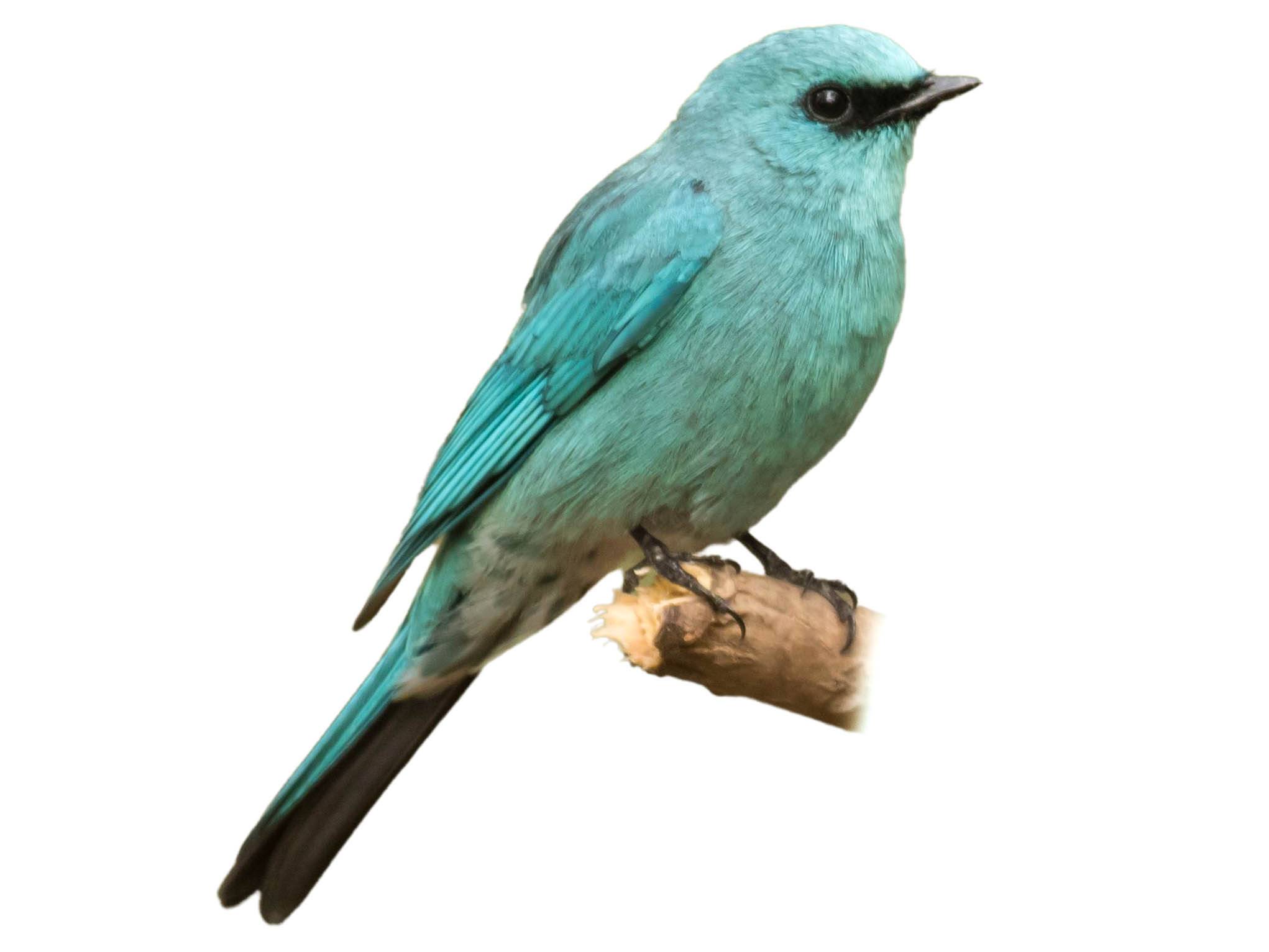 A photo of a Verditer Flycatcher (Eumyias thalassinus), male