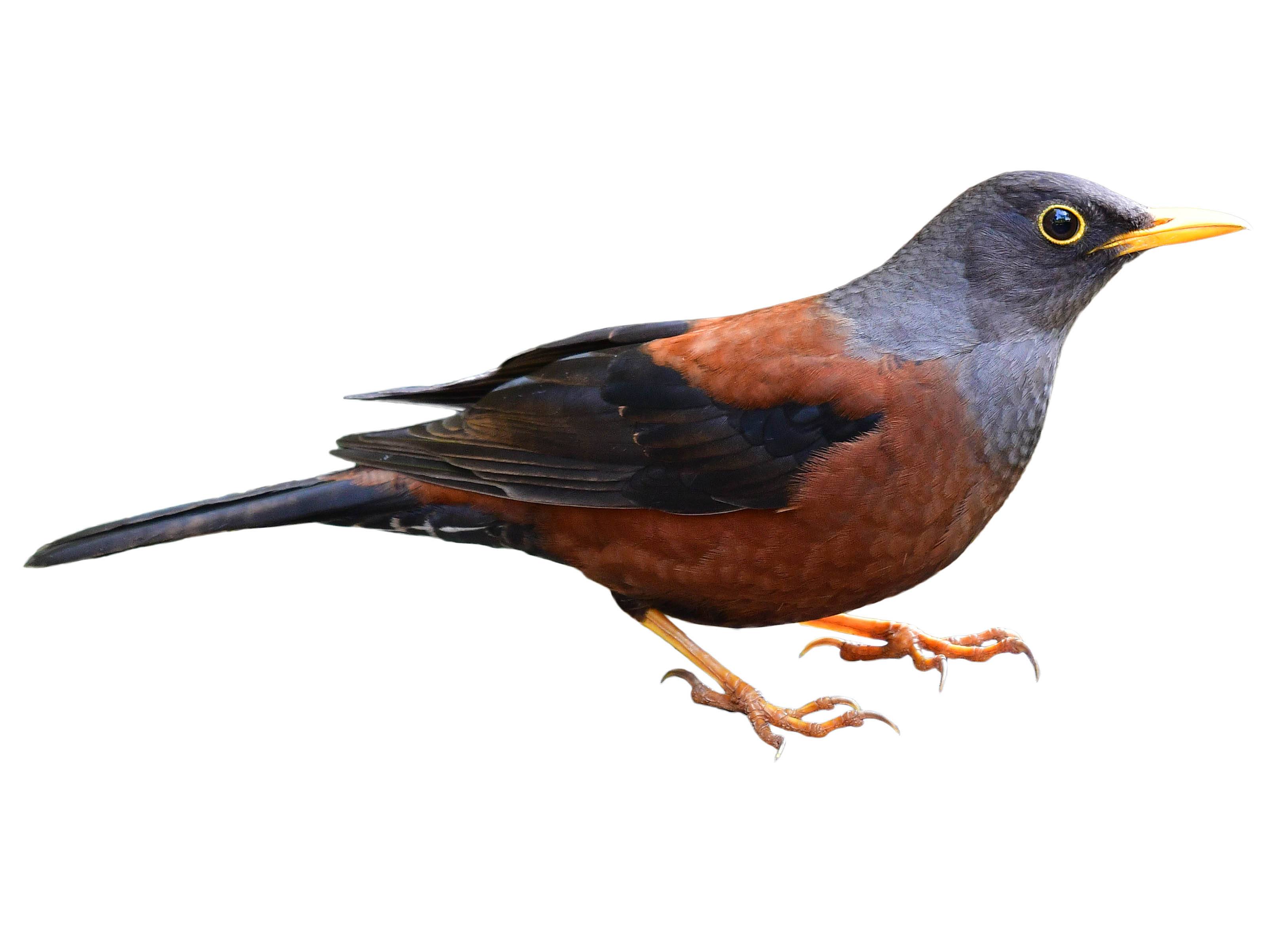 A photo of a Chestnut Thrush (Turdus rubrocanus)