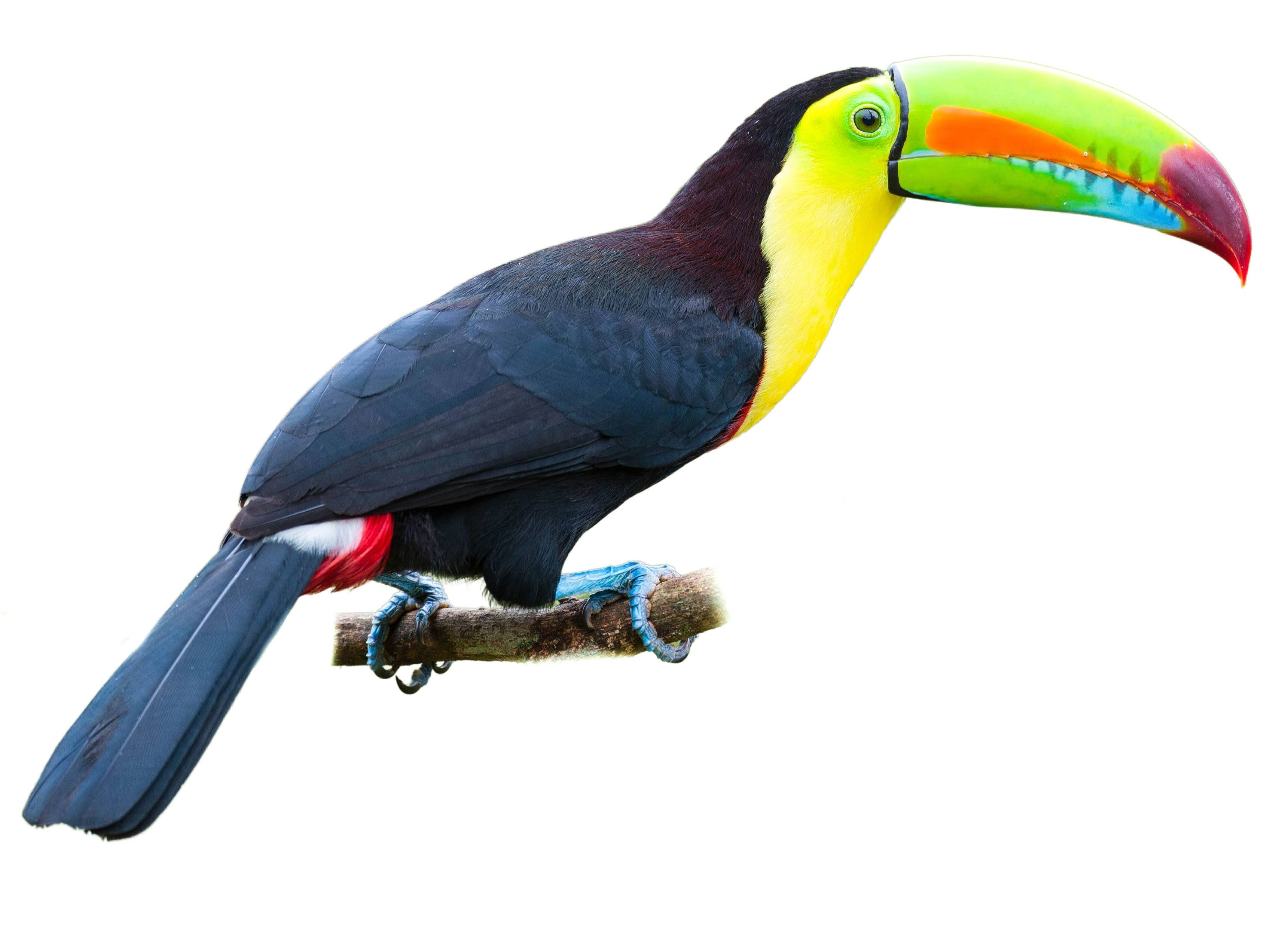 A photo of a Keel-billed Toucan (Ramphastos sulfuratus)