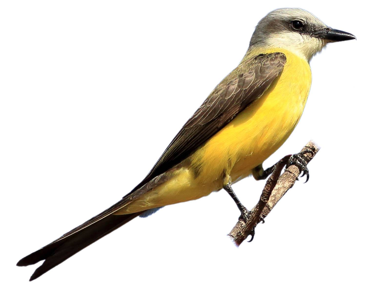 A photo of a White-throated Kingbird (Tyrannus albogularis)