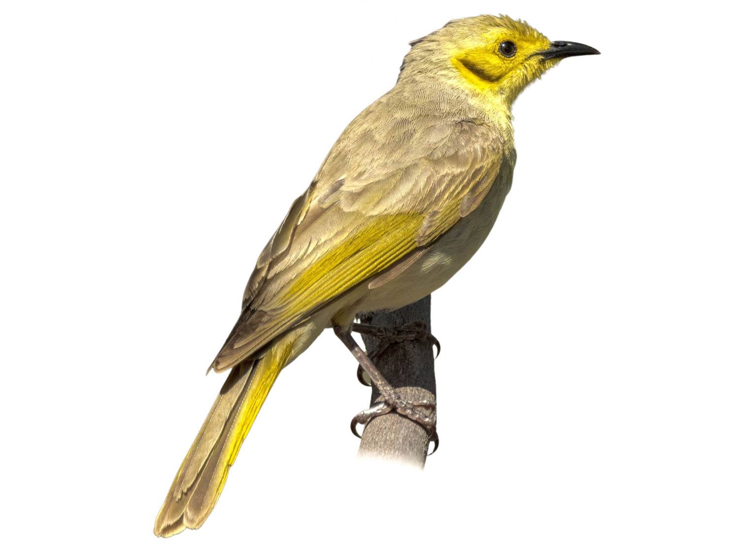 A photo of a Yellow-tinted Honeyeater (Ptilotula flavescens)