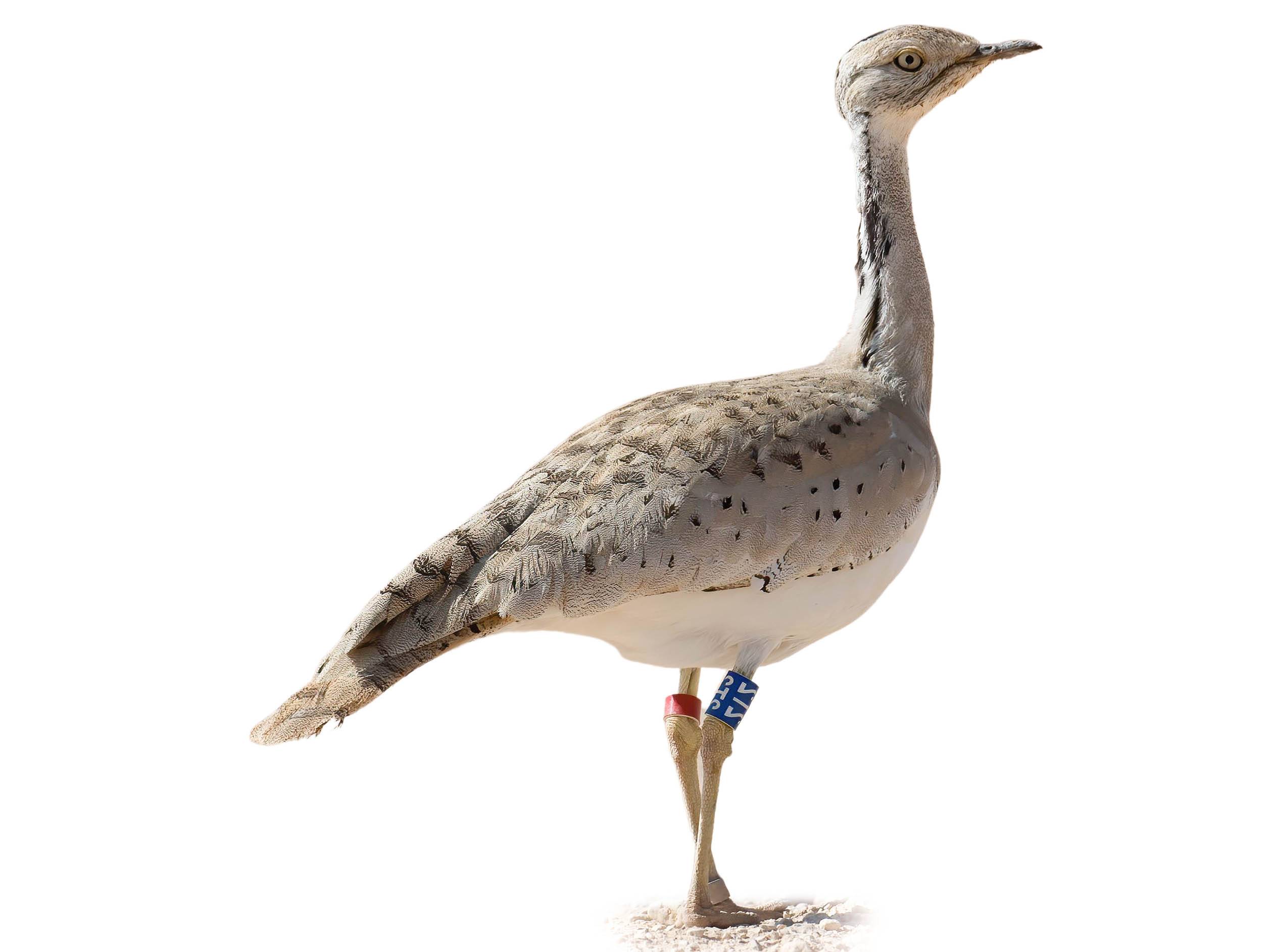 Bustards (East Asia) Species Guide - Birda