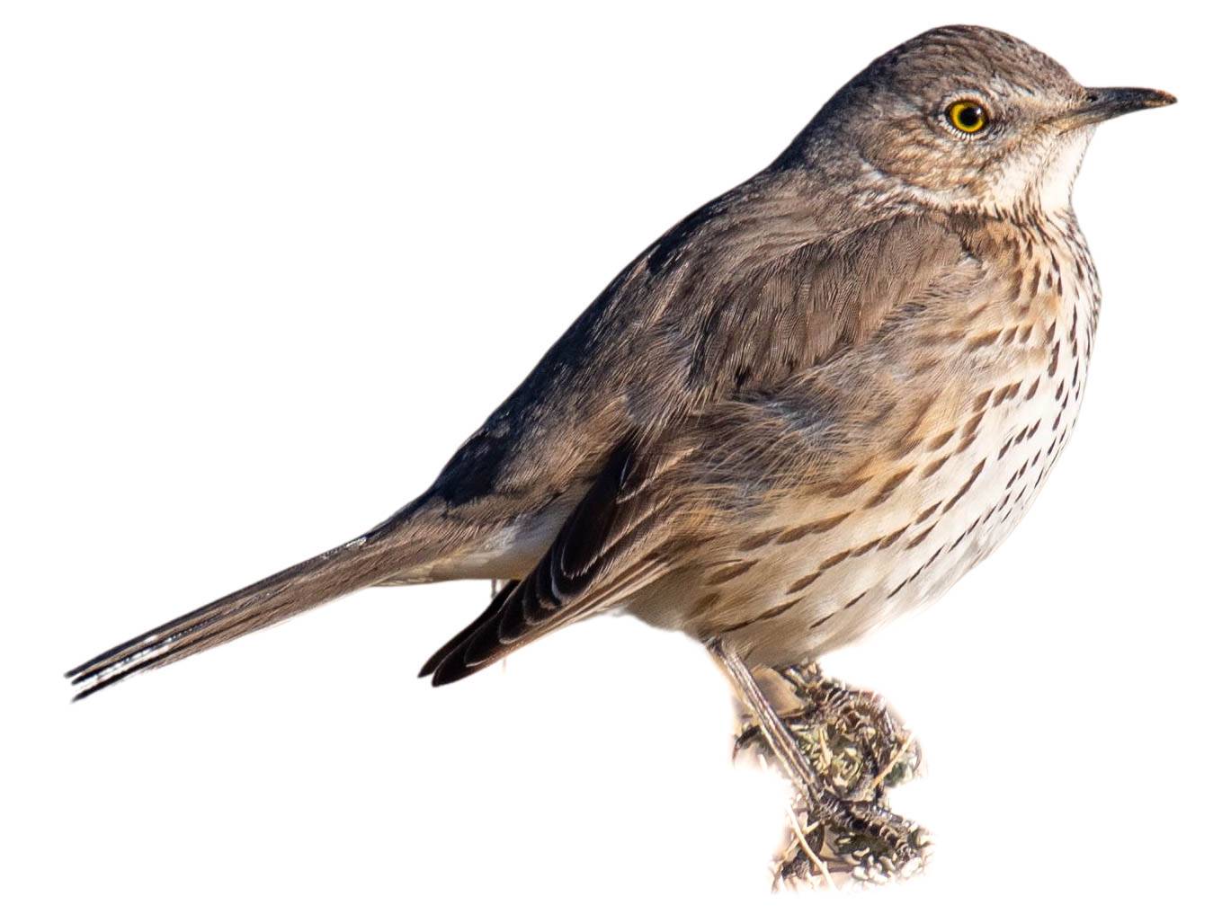 A photo of a Sage Thrasher (Oreoscoptes montanus)