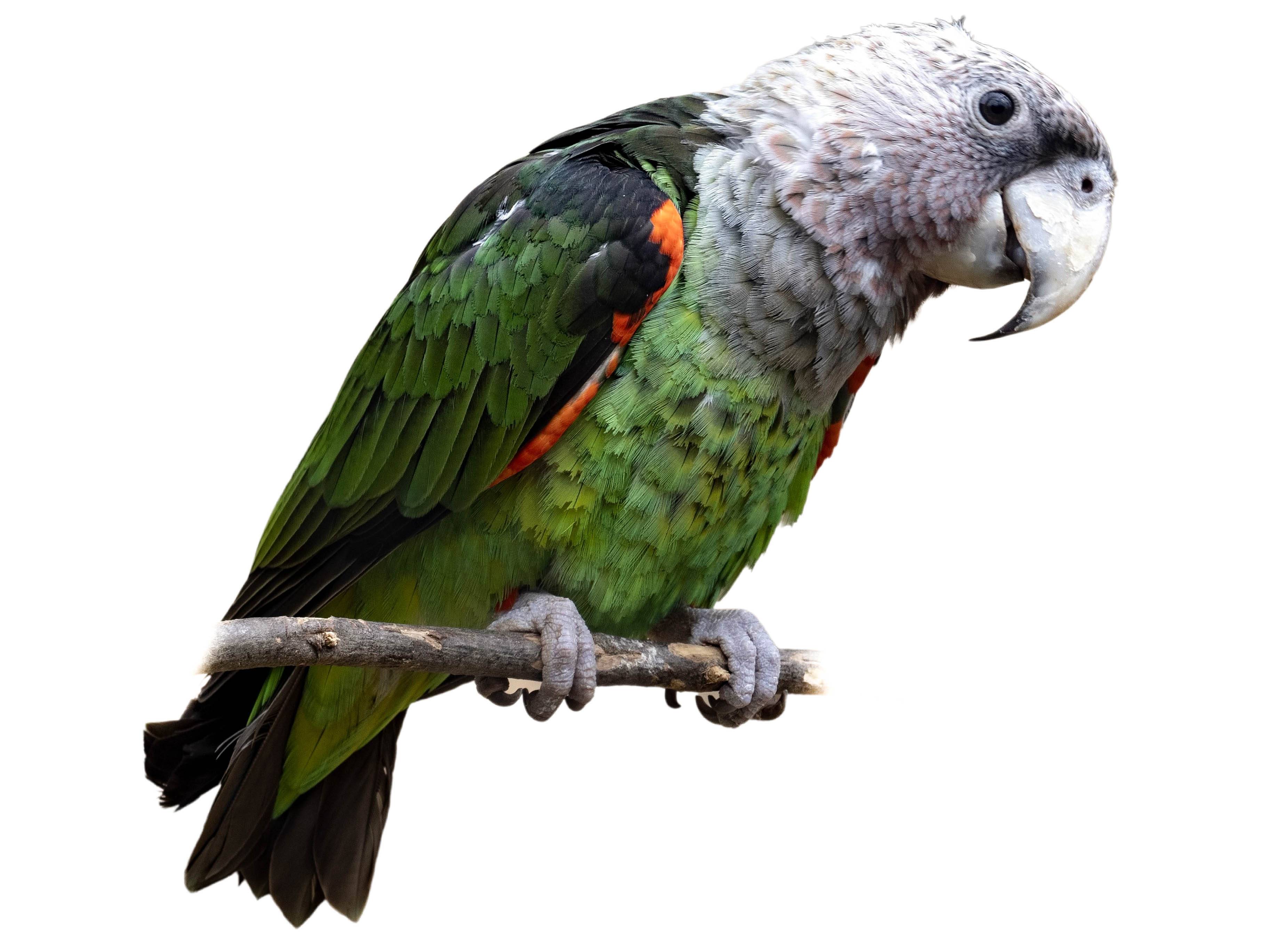 A photo of a Brown-necked Parrot (Poicephalus fuscicollis)