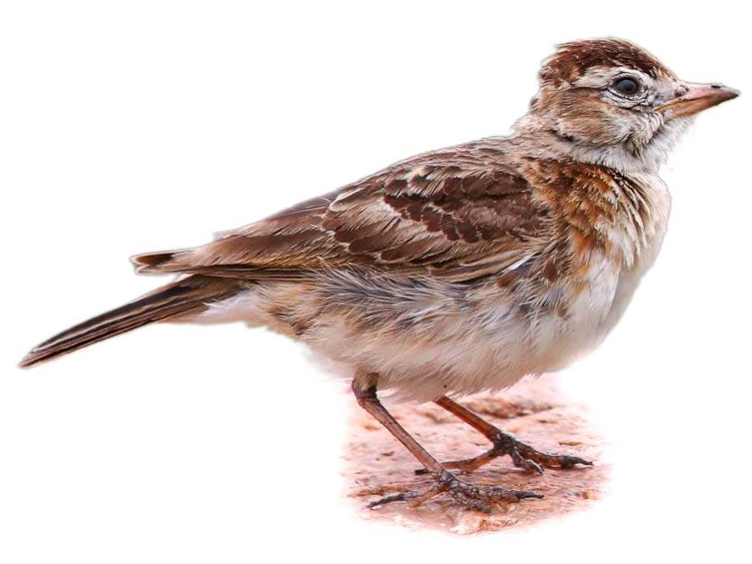 A photo of a Red-capped Lark (Calandrella cinerea)