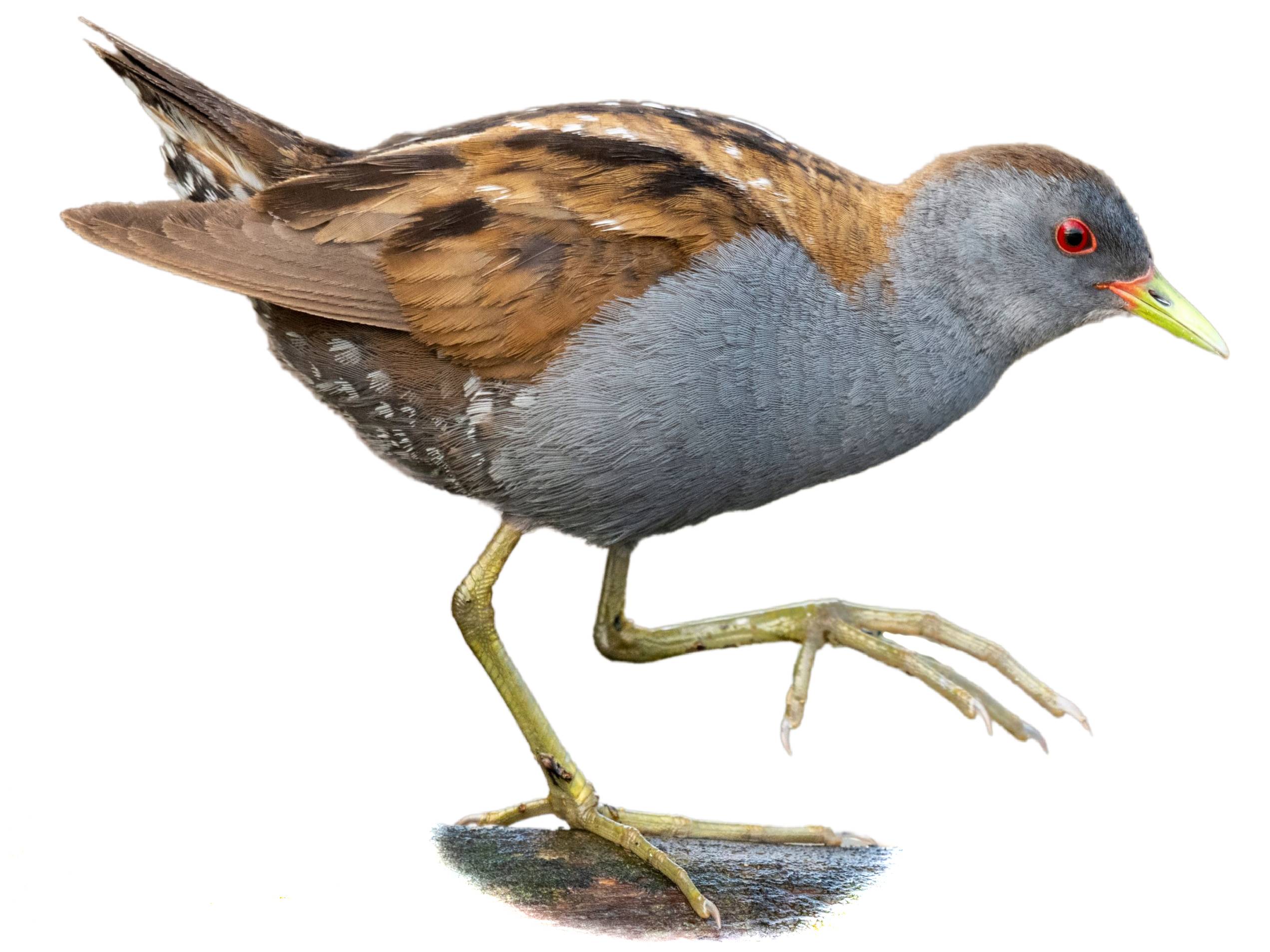 A photo of a Little Crake (Zapornia parva), male