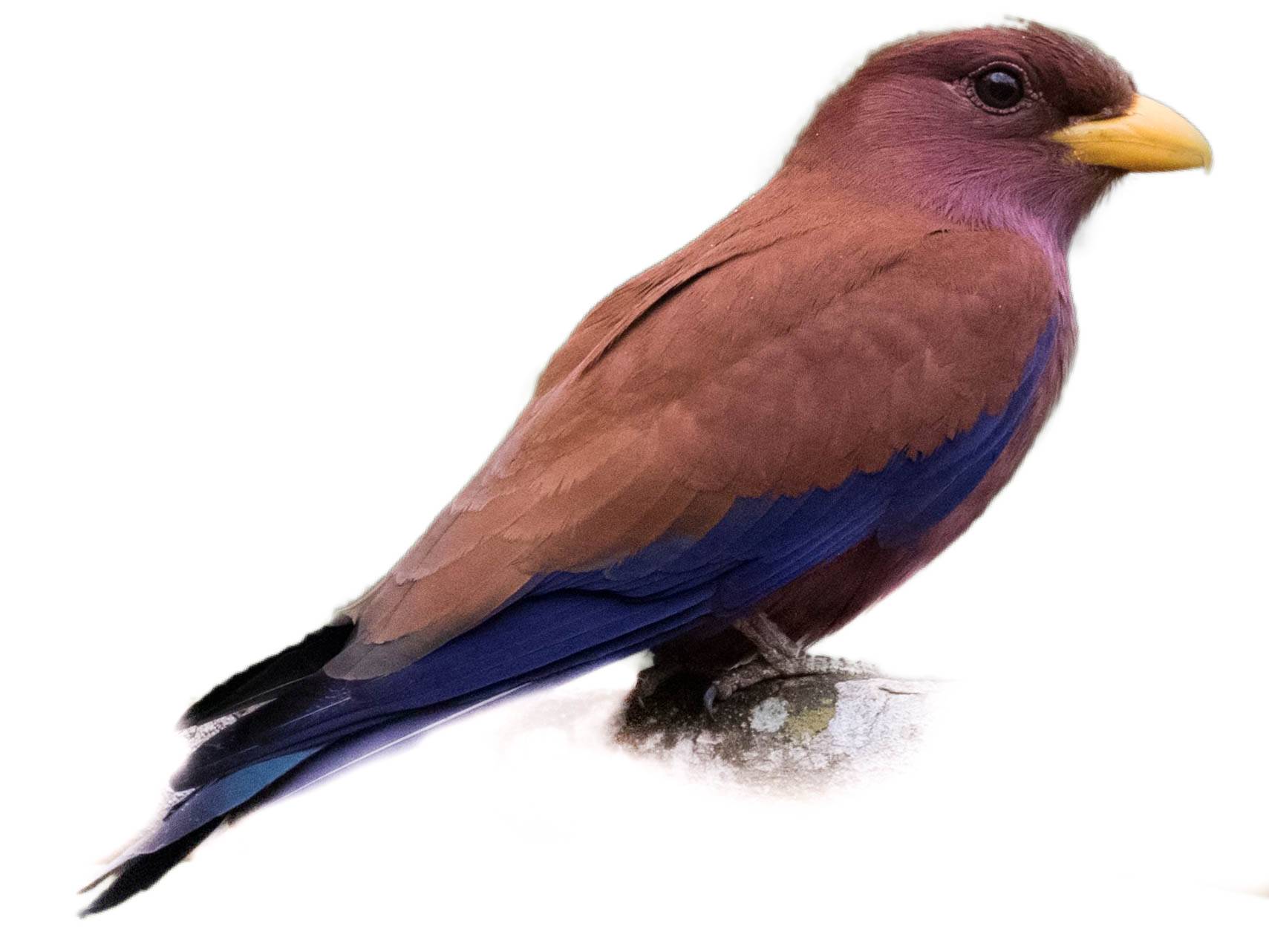 A photo of a Broad-billed Roller (Eurystomus glaucurus)