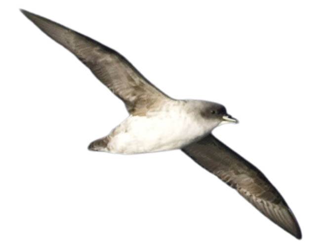 A photo of a Grey Petrel (Procellaria cinerea)