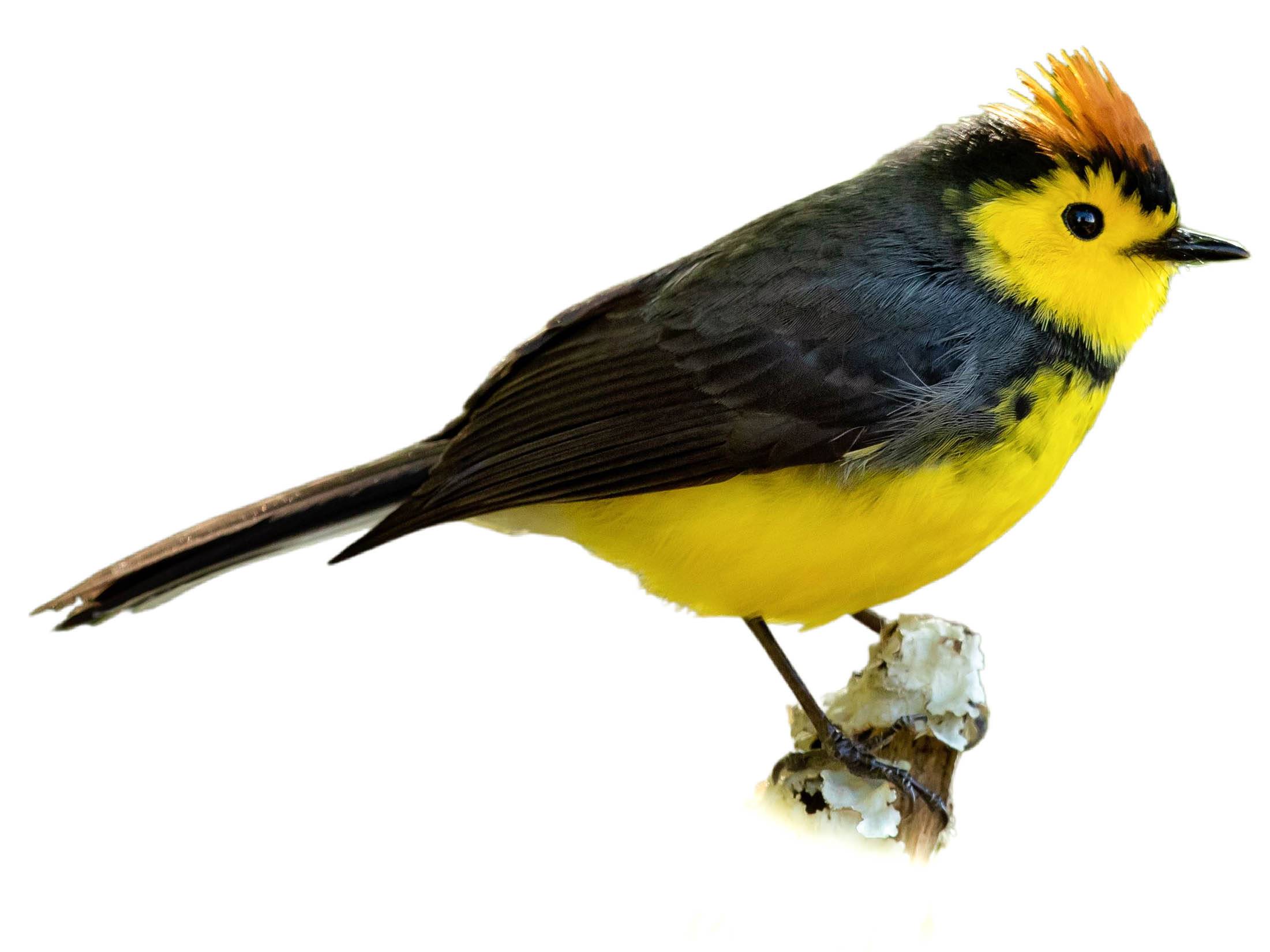 A photo of a Collared Whitestart (Myioborus torquatus)