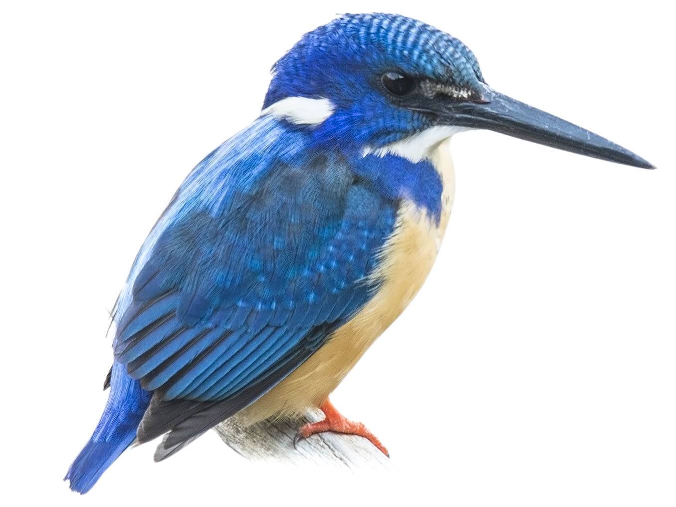 A photo of a Half-collared Kingfisher (Alcedo semitorquata)