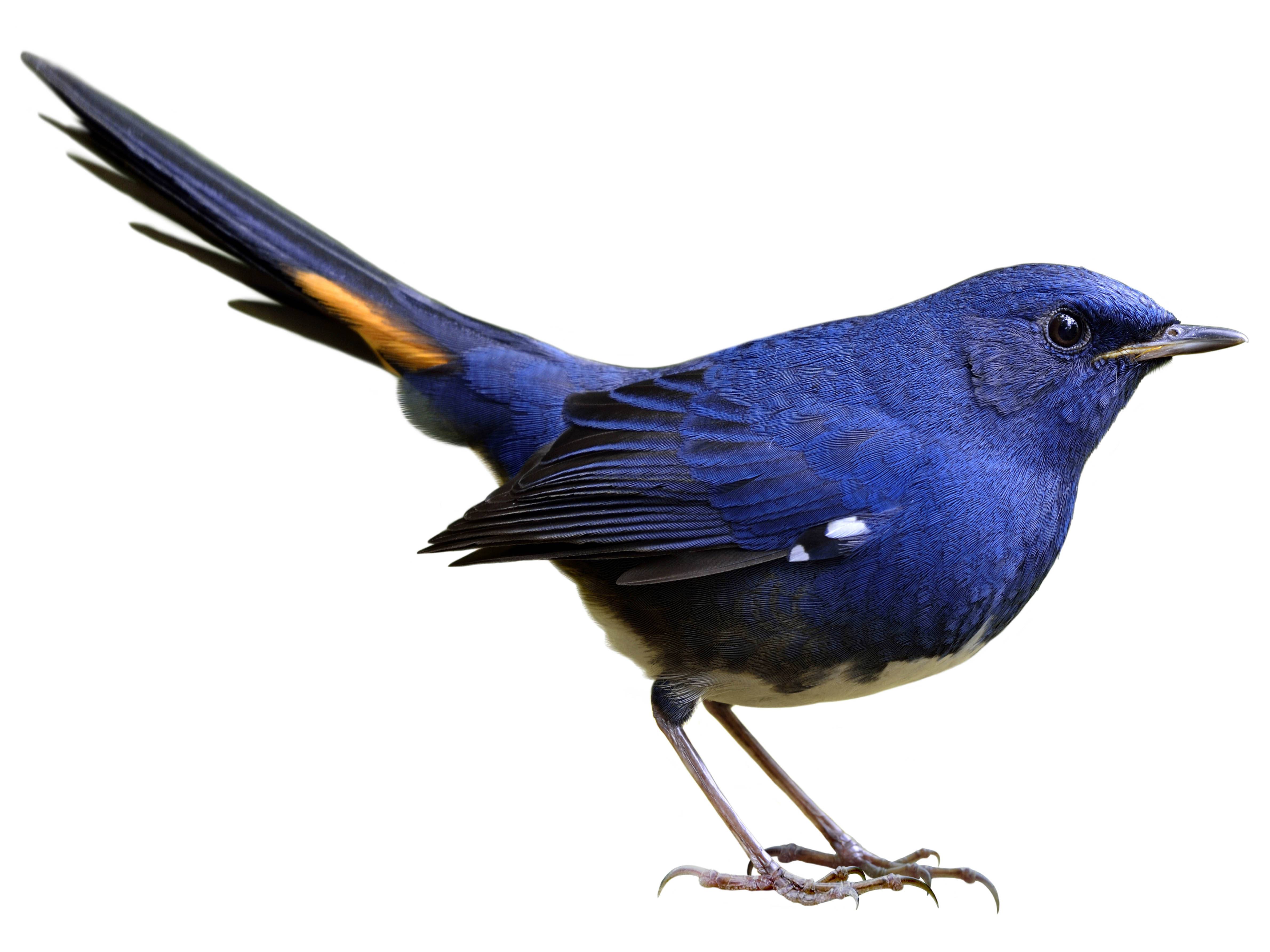 A photo of a White-bellied Redstart (Luscinia phaenicuroides), male