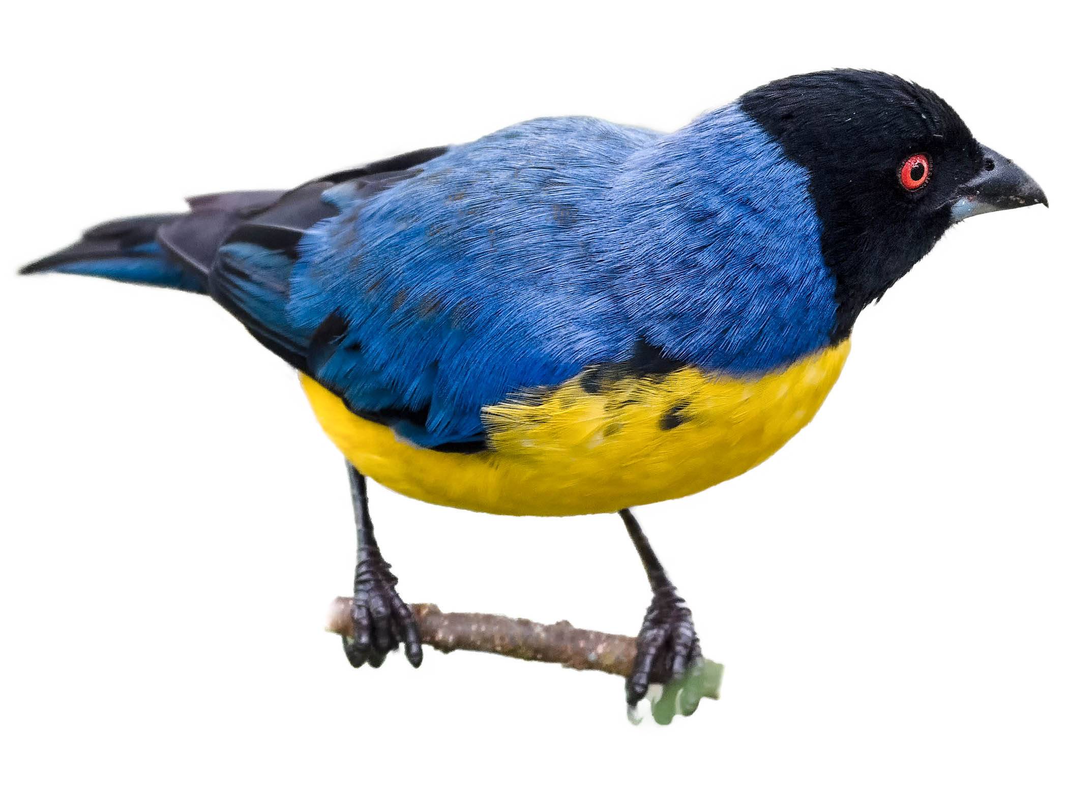 A photo of a Hooded Mountain Tanager (Buthraupis montana)
