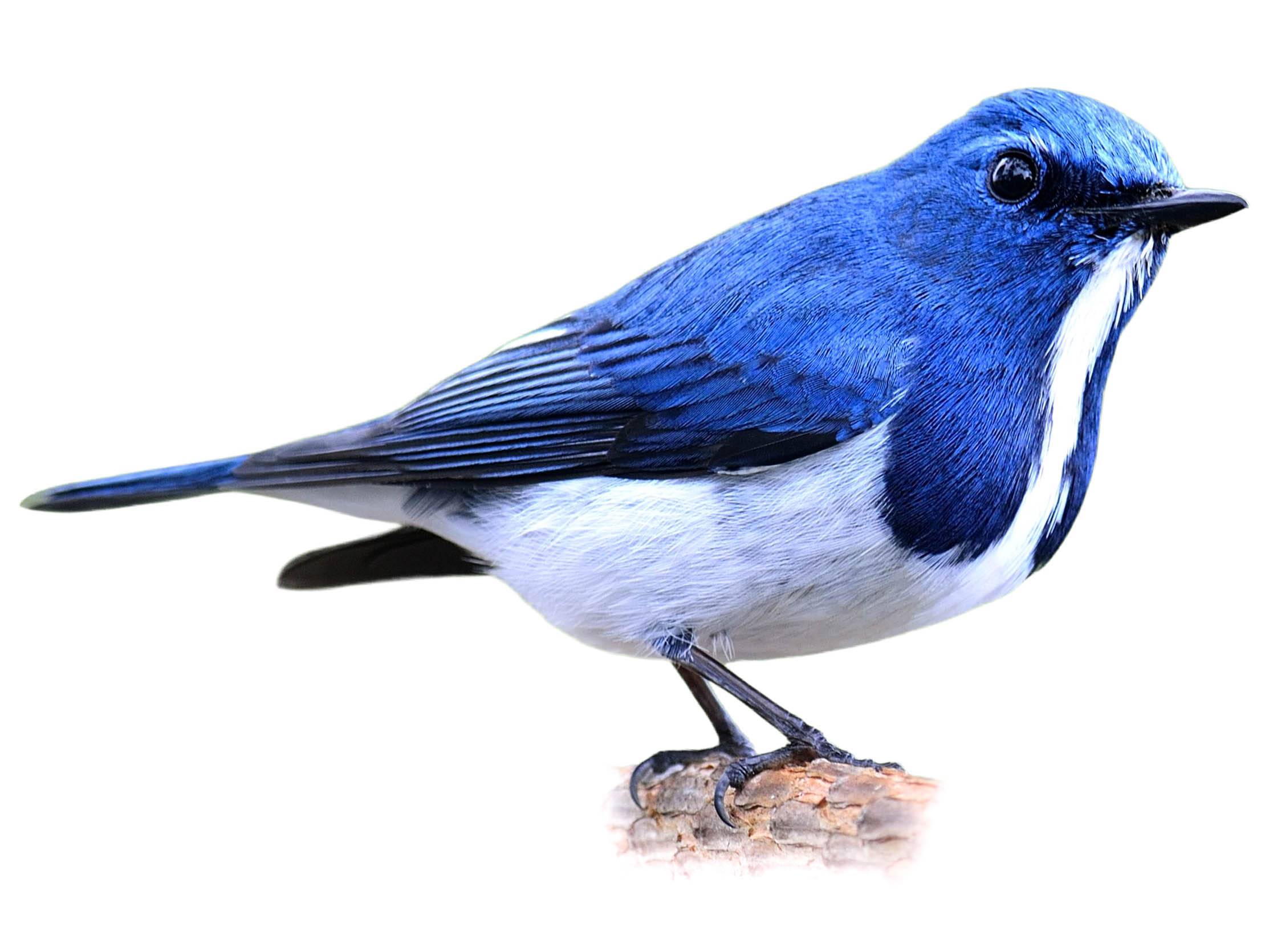 A photo of a Ultramarine Flycatcher (Ficedula superciliaris), male