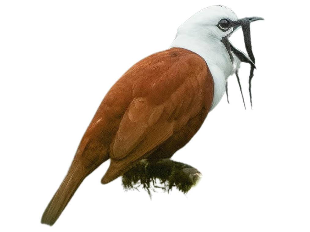 A photo of a Three-wattled Bellbird (Procnias tricarunculatus), male