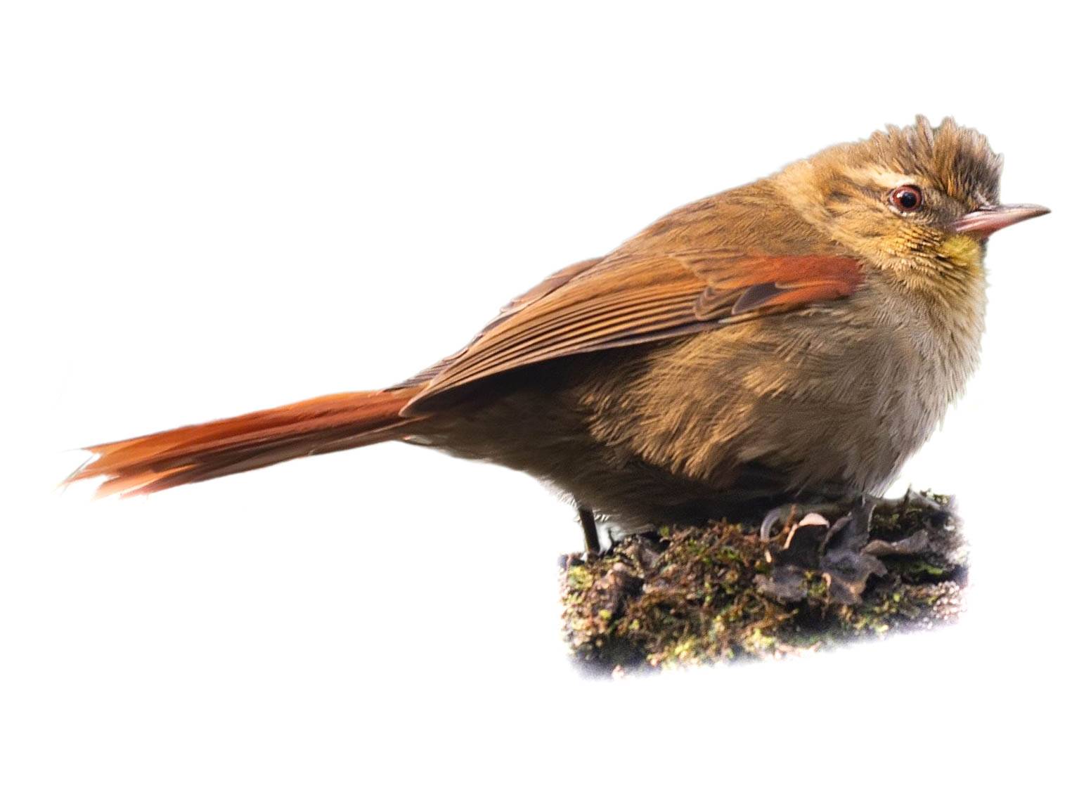 A photo of a Olive Spinetail (Cranioleuca obsoleta)