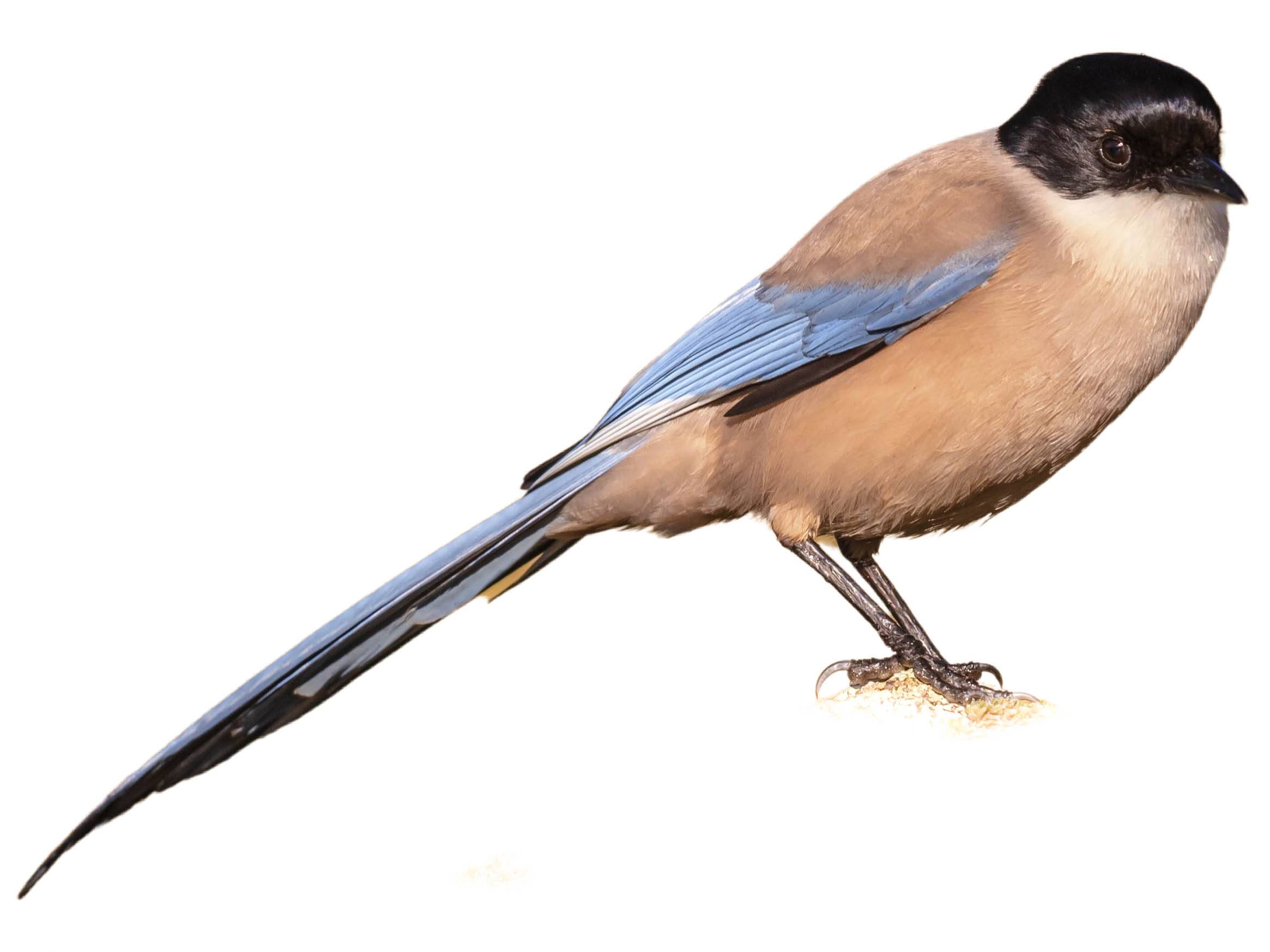 A photo of a Iberian Magpie (Cyanopica cooki)