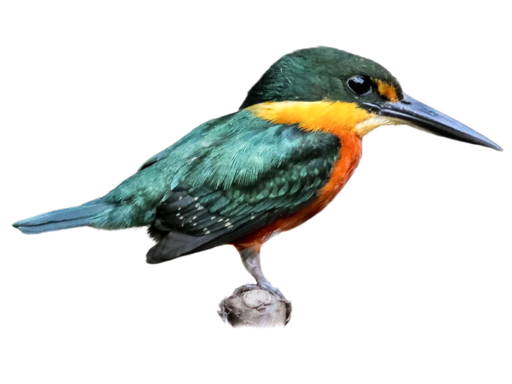 A photo of a American Pygmy Kingfisher (Chloroceryle aenea), male