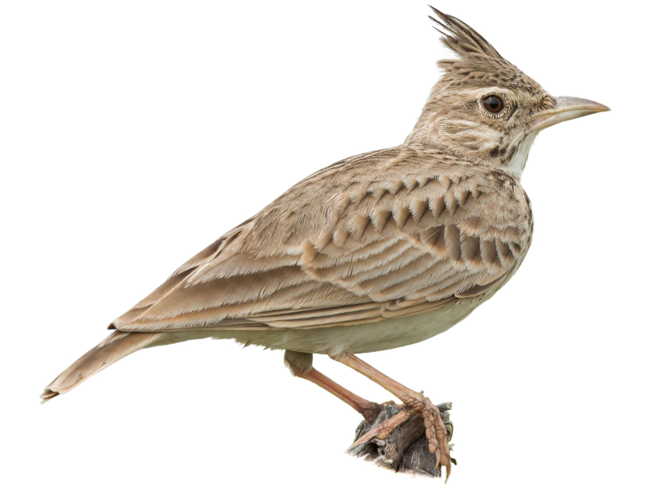 A photo of a Crested Lark (Galerida cristata)