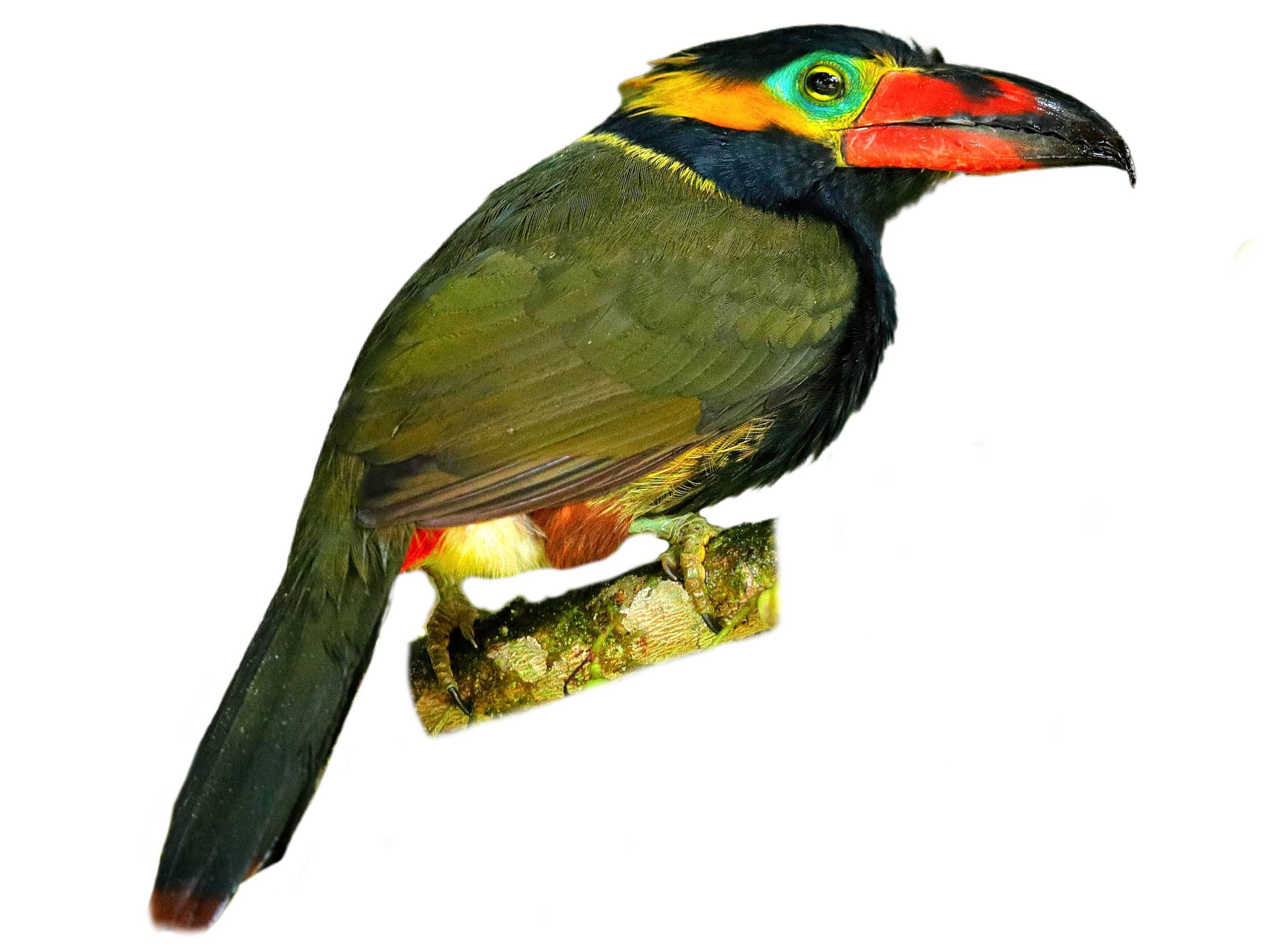 A photo of a Golden-collared Toucanet (Selenidera reinwardtii), male