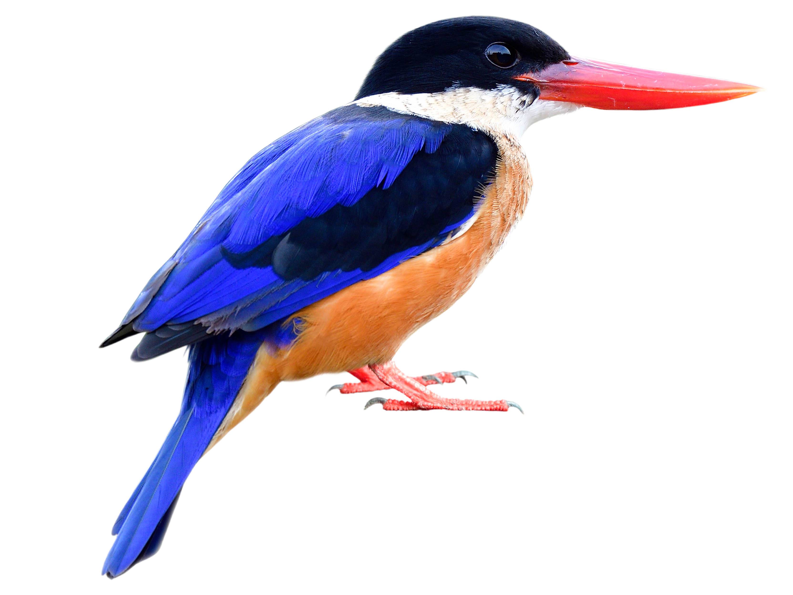 A photo of a Black-capped Kingfisher (Halcyon pileata)