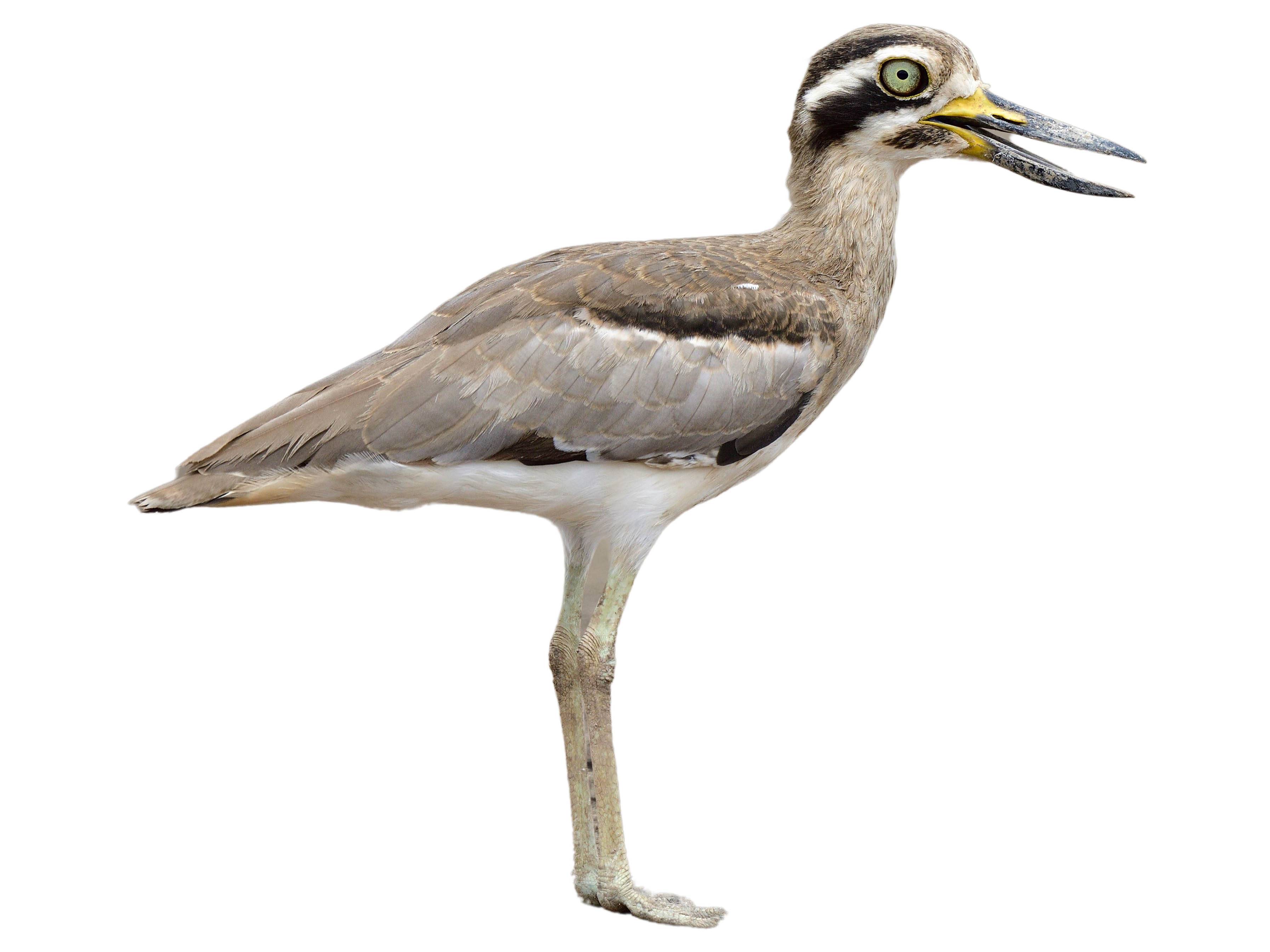 A photo of a Great Stone-curlew (Esacus recurvirostris)