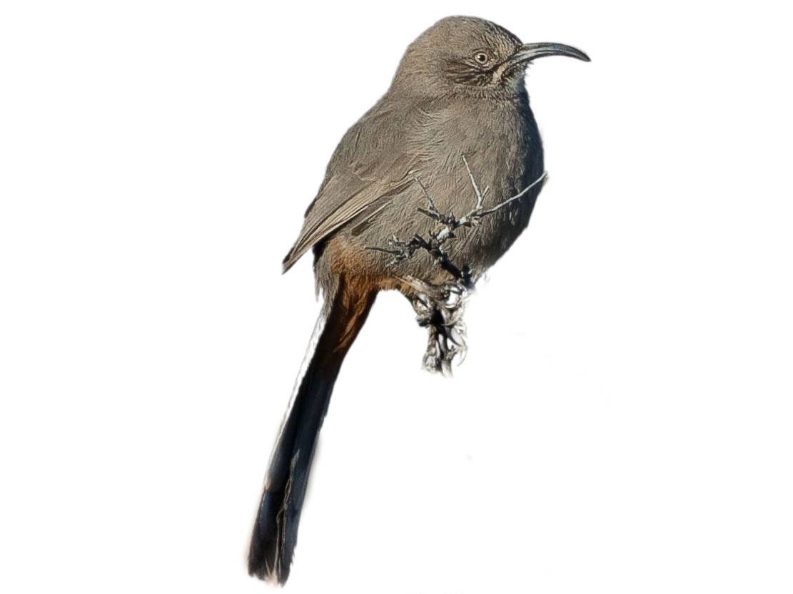 A photo of a Crissal Thrasher (Toxostoma crissale)