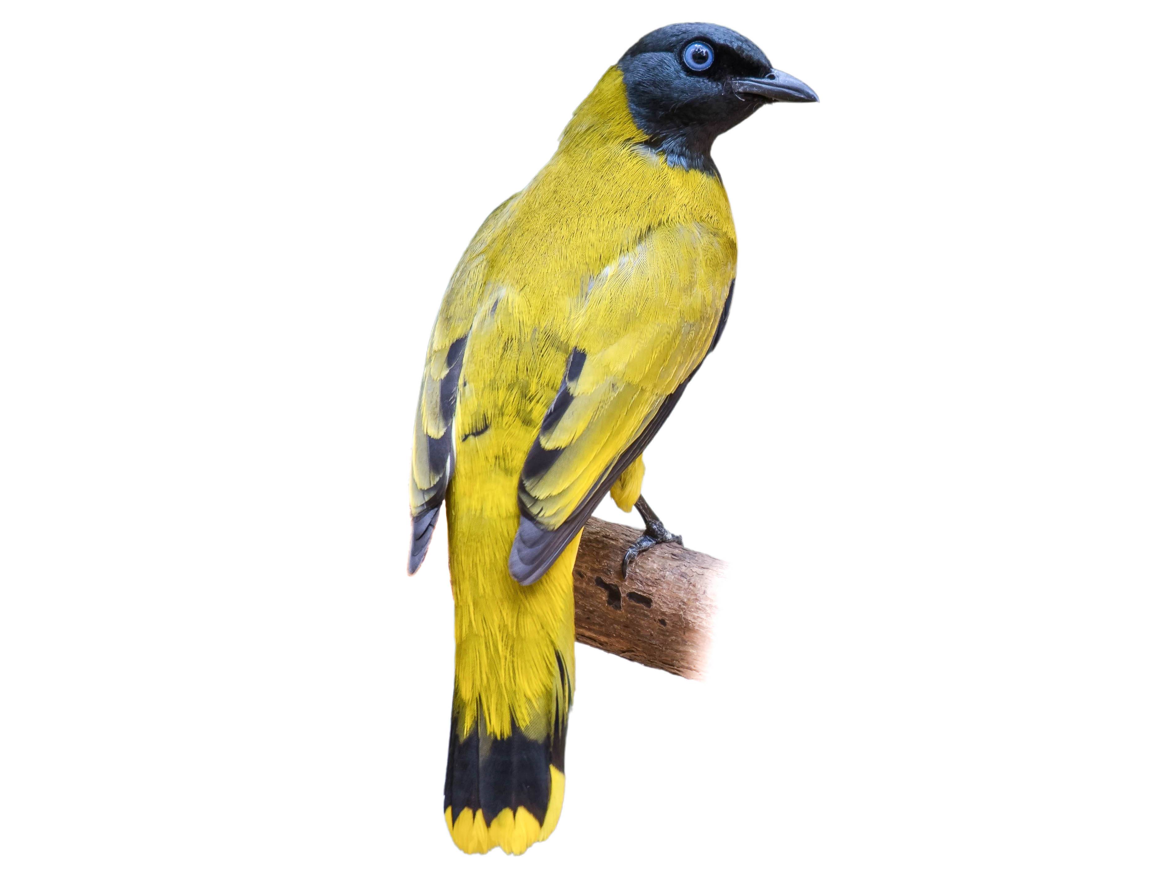 A photo of a Black-headed Bulbul (Brachypodius melanocephalos)