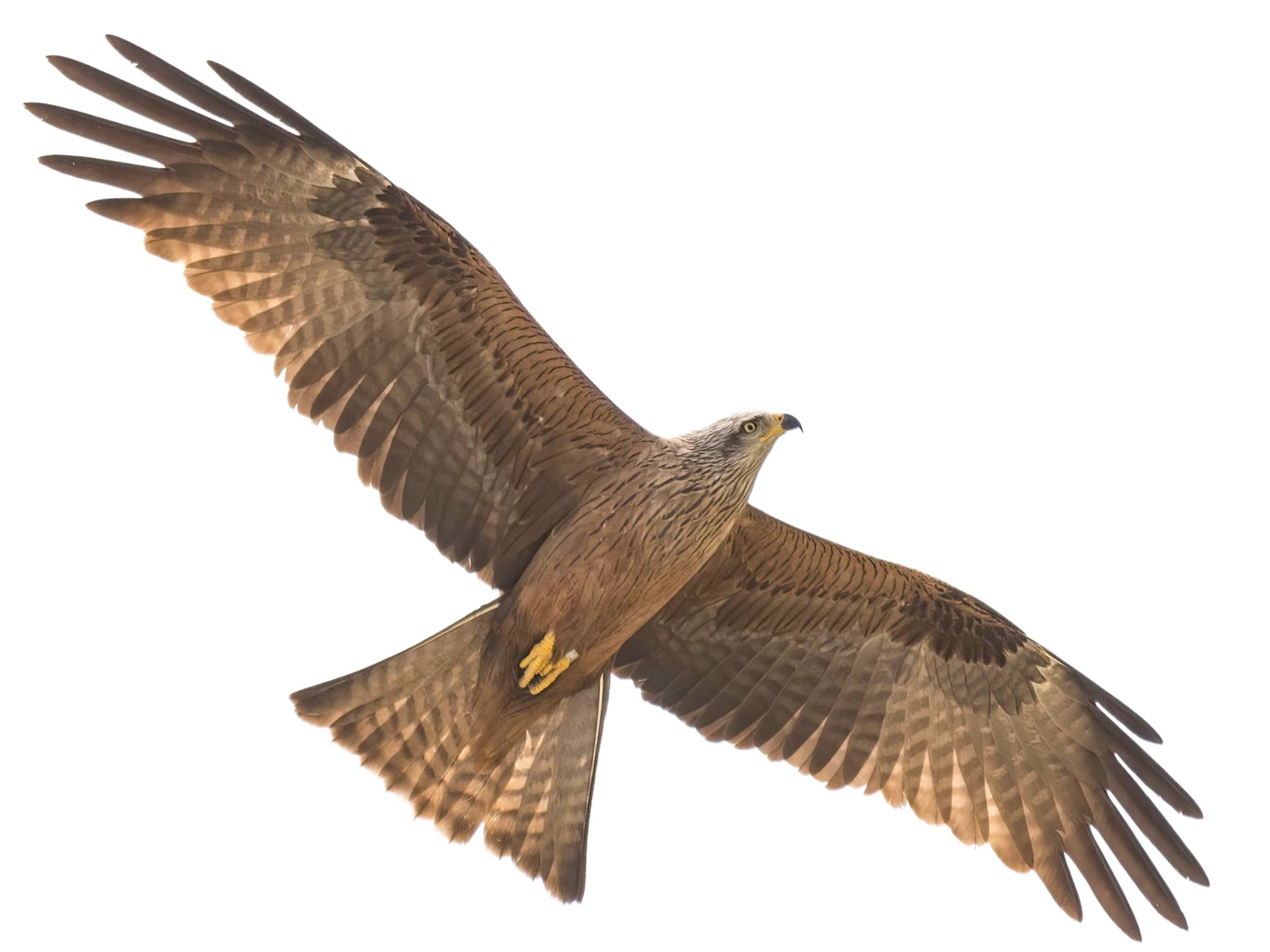 A photo of a Black Kite (Milvus migrans)