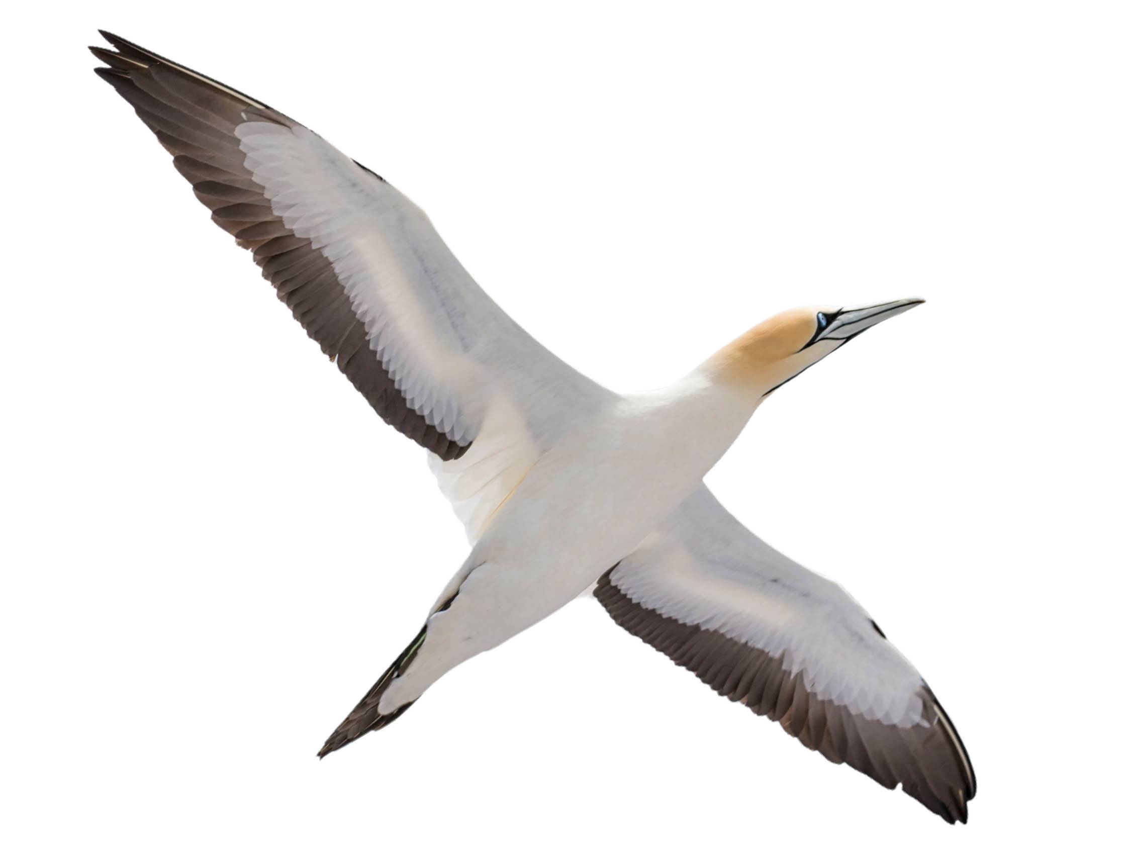 A photo of a Cape Gannet (Morus capensis)