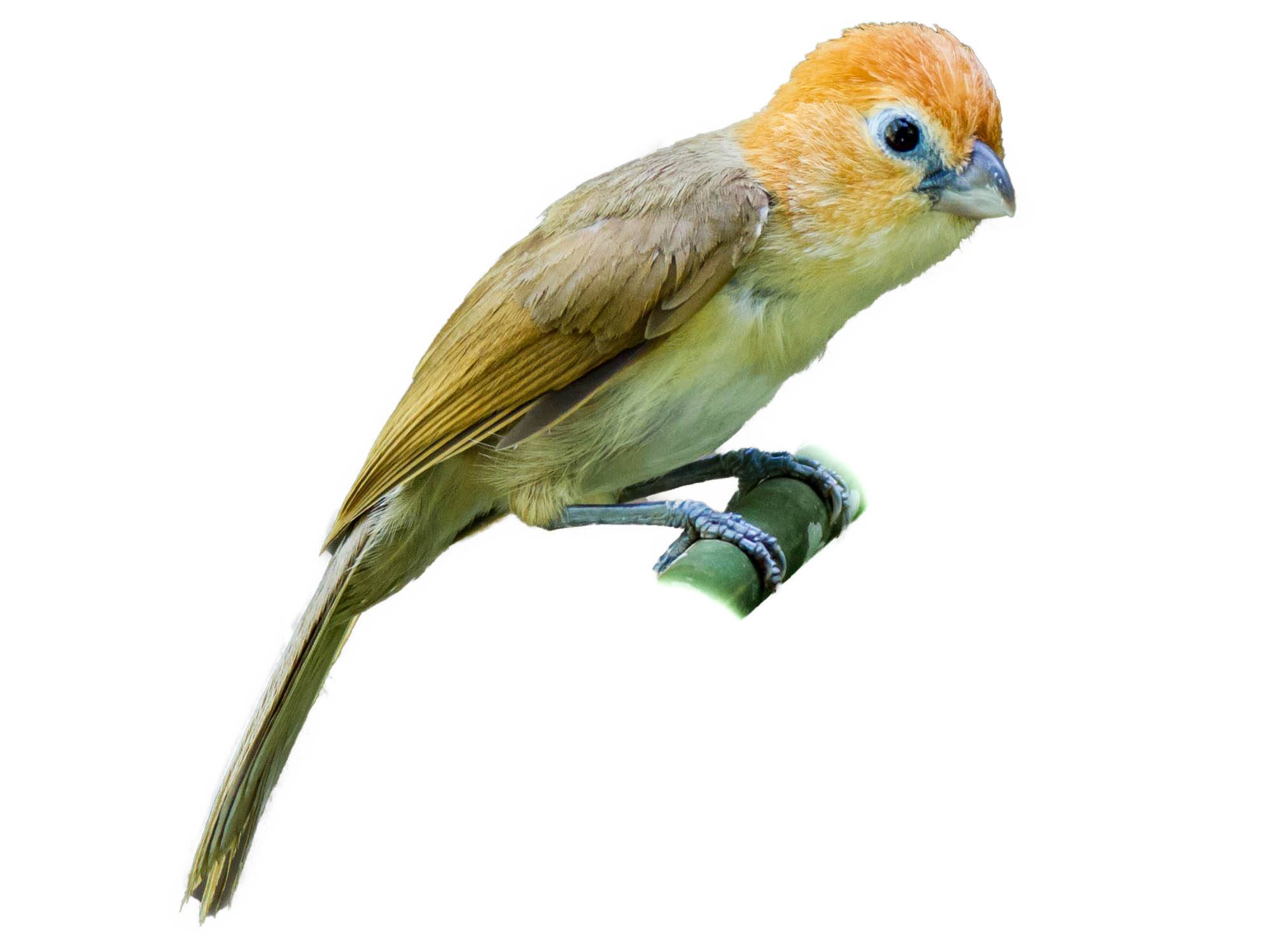 A photo of a Rufous-headed Parrotbill (Psittiparus bakeri)