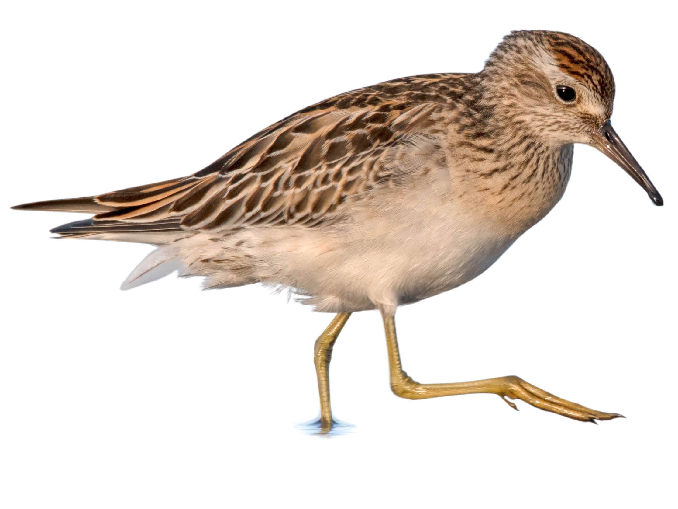 A photo of a Sharp-tailed Sandpiper (Calidris acuminata)