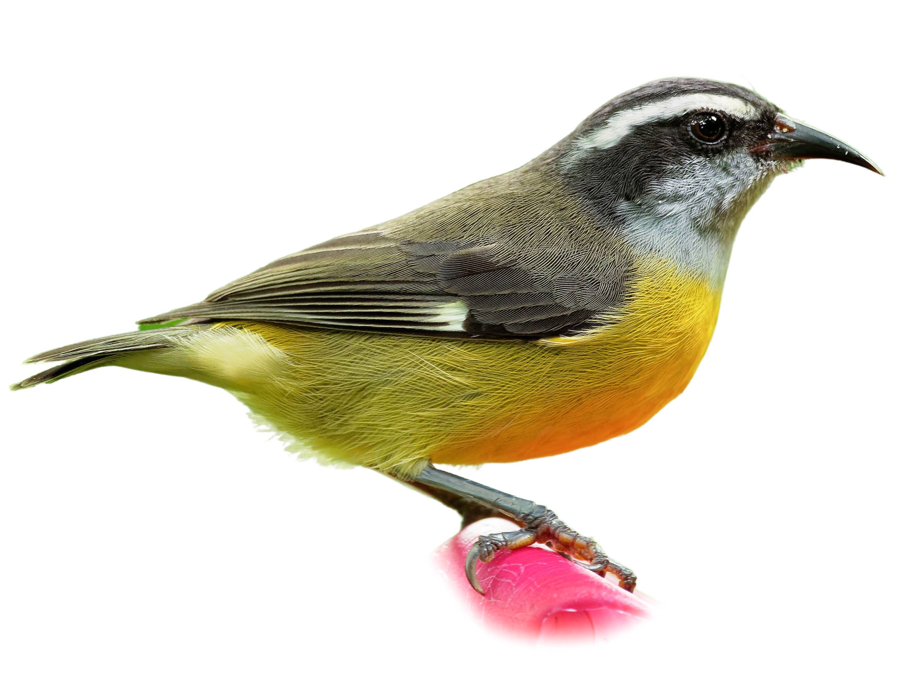 A photo of a Bananaquit (Coereba flaveola)