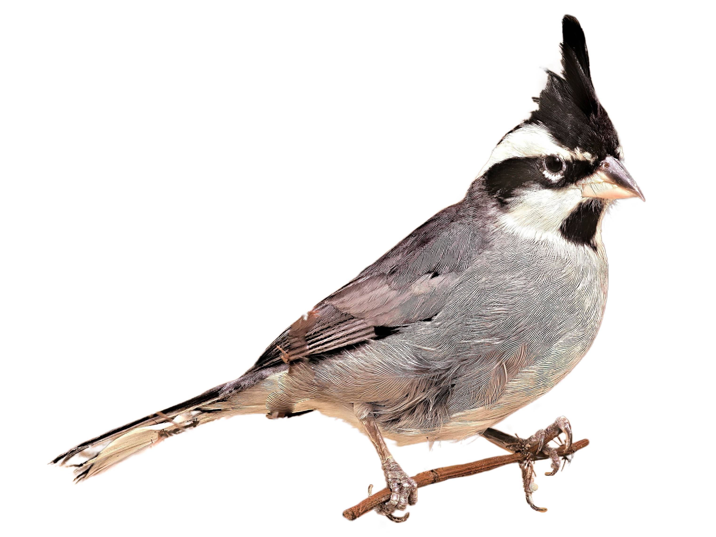 A photo of a Black-crested Finch (Lophospingus pusillus), male