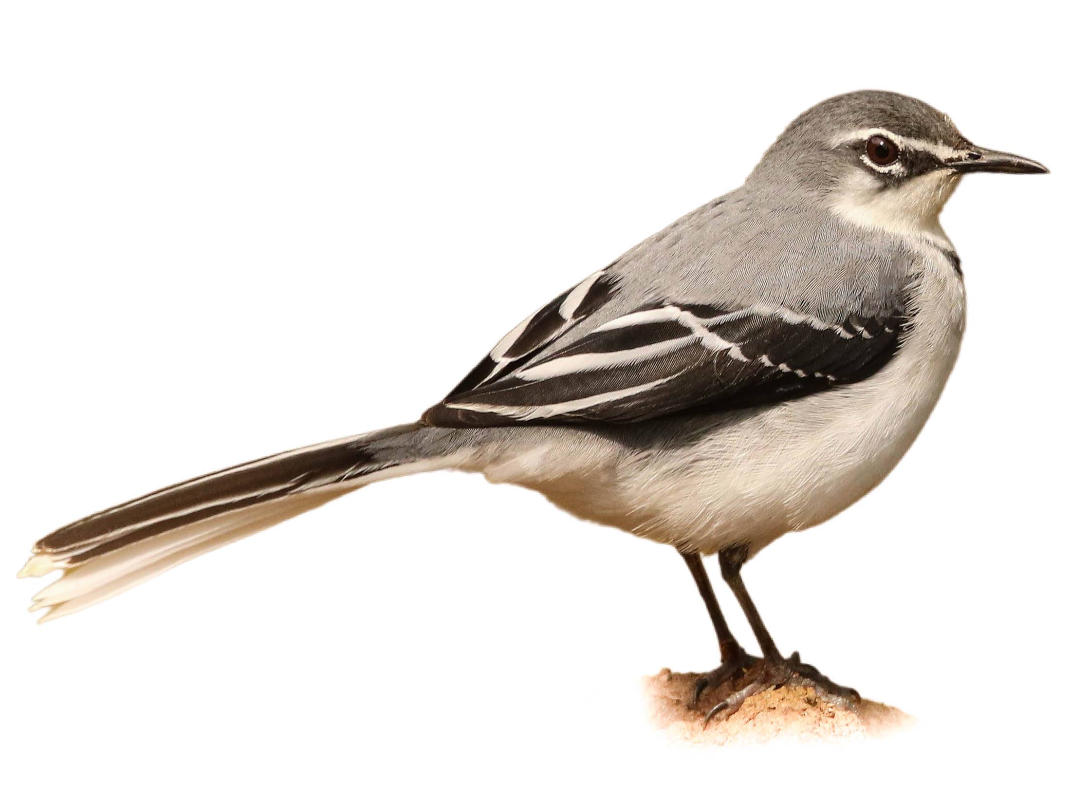 A photo of a Mountain Wagtail (Motacilla clara)