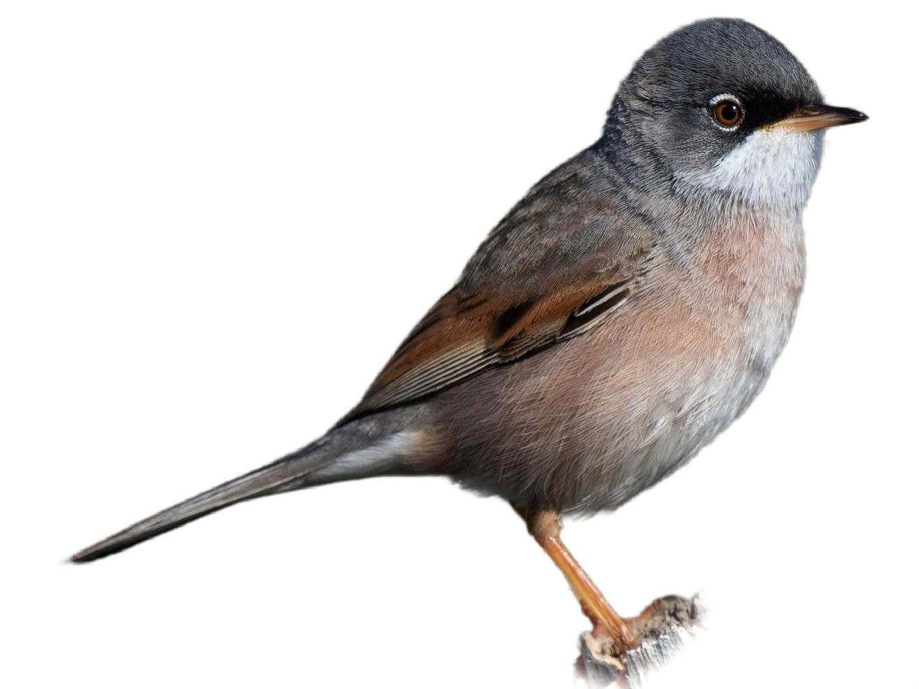 A photo of a Spectacled Warbler (Curruca conspicillata), male